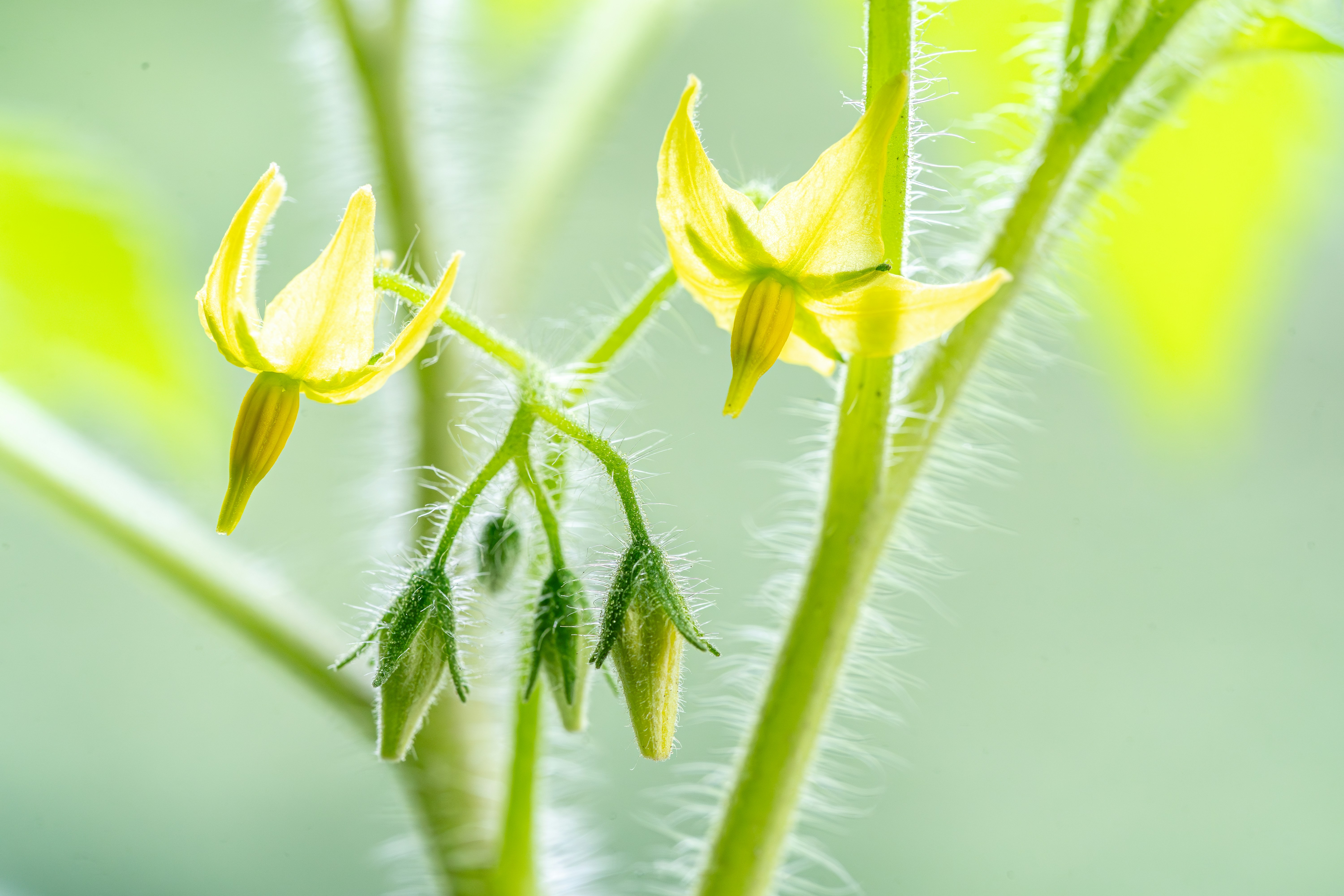 Tomato plant flowers bloom in bright sunlight.