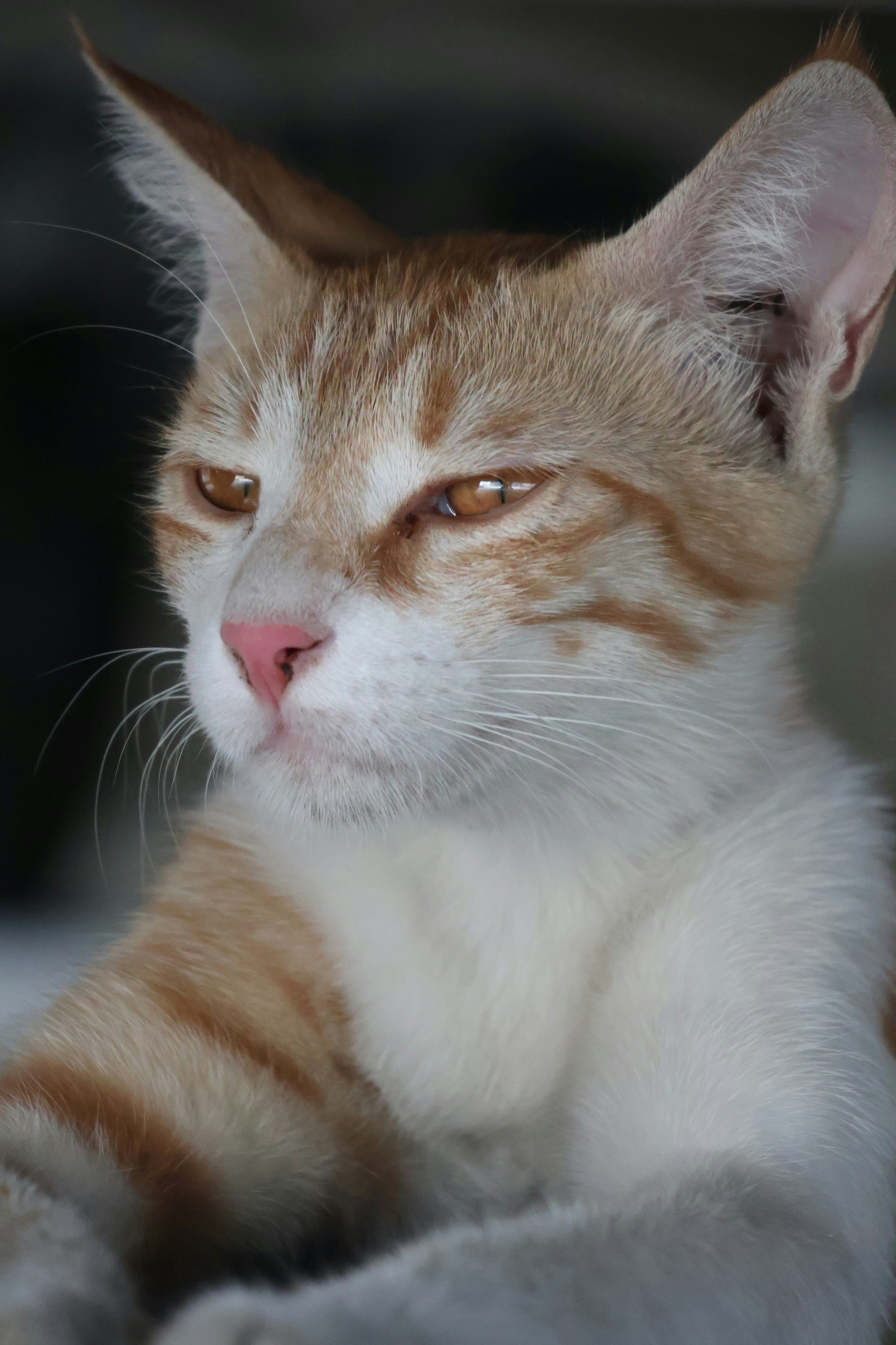 Balancing Attention and Independence (image credits: unsplash)