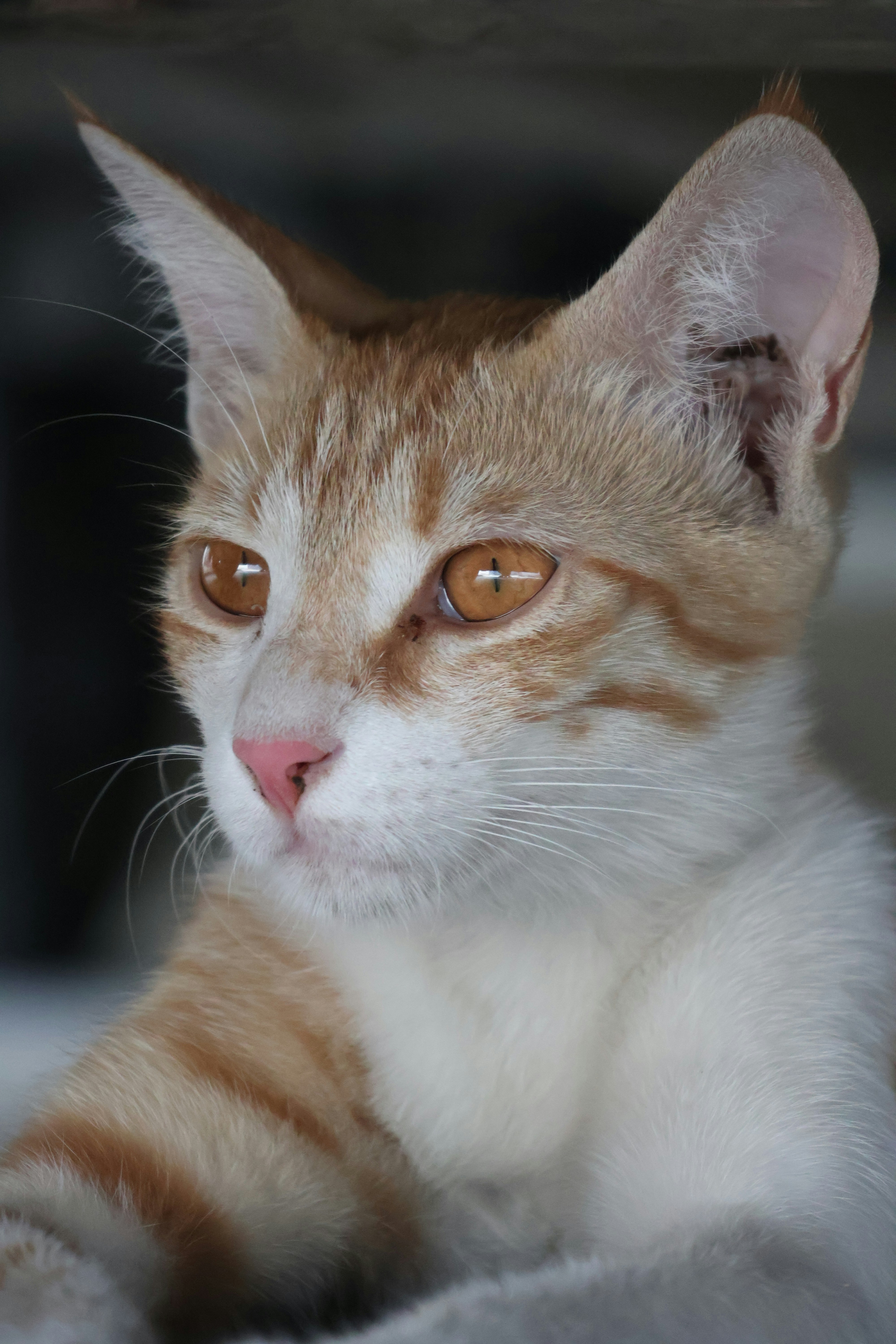 Handling Loneliness: Cats Versus Dogs (image credits: unsplash)