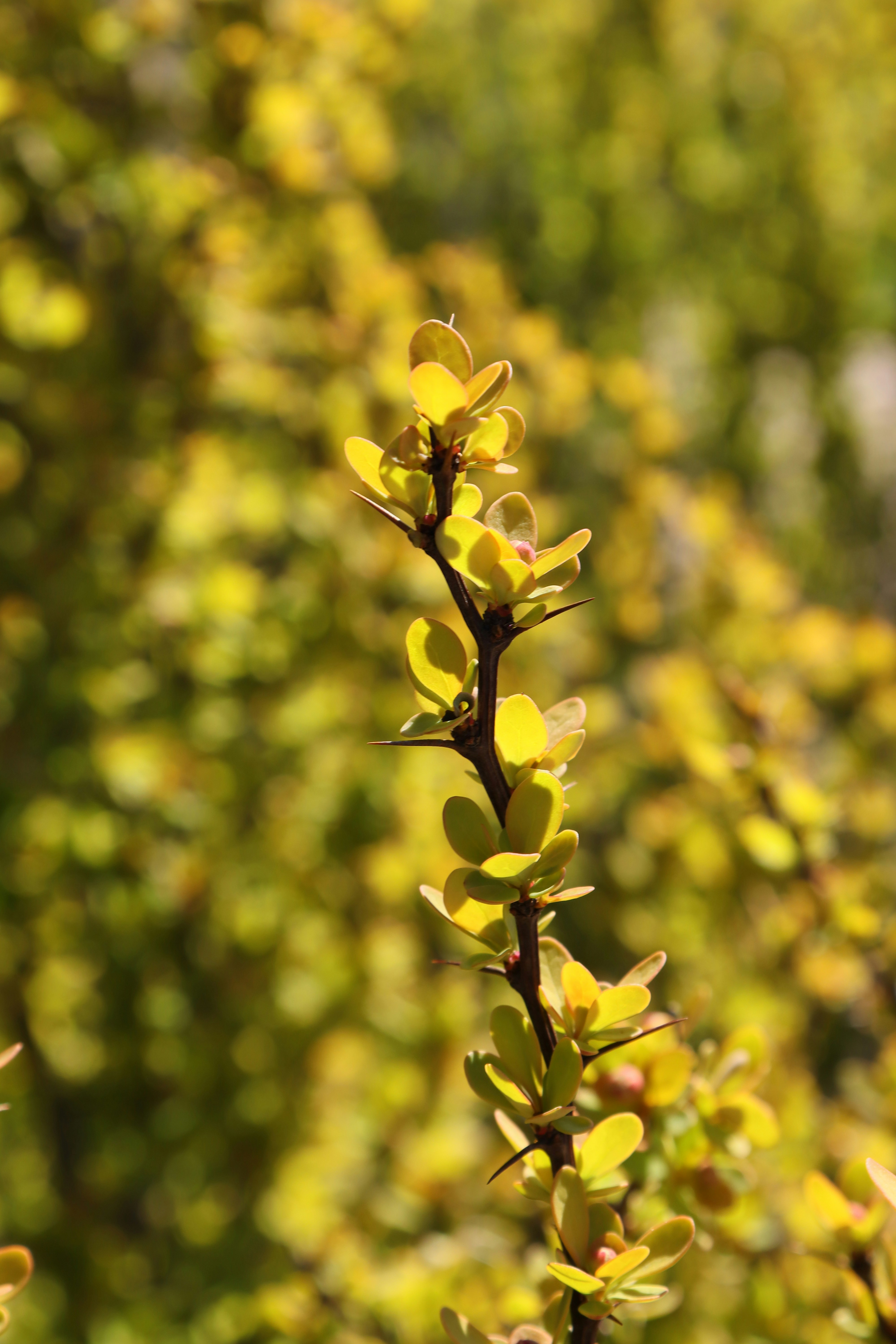 Photo by bored_mongoose