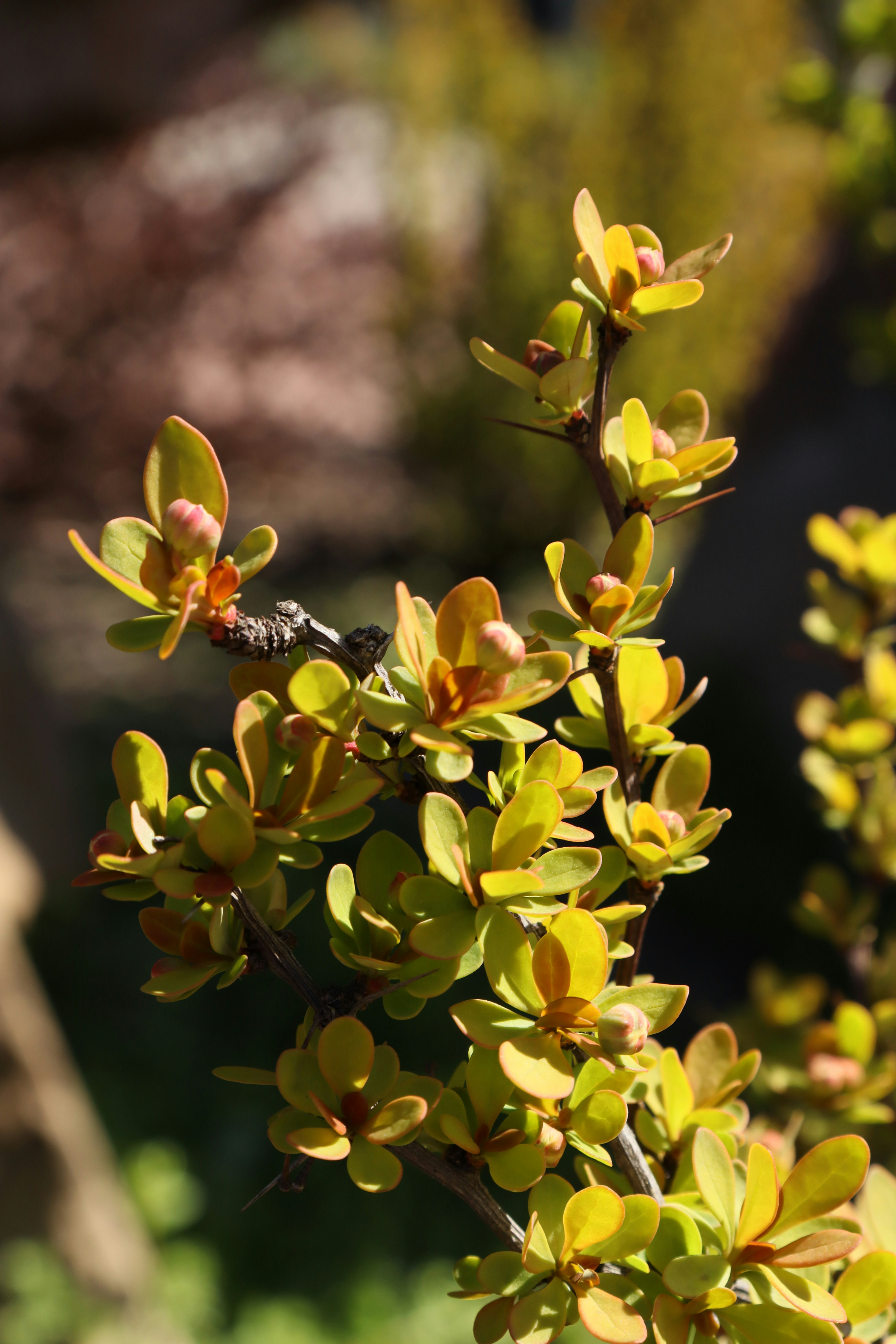 Photo by bored_mongoose