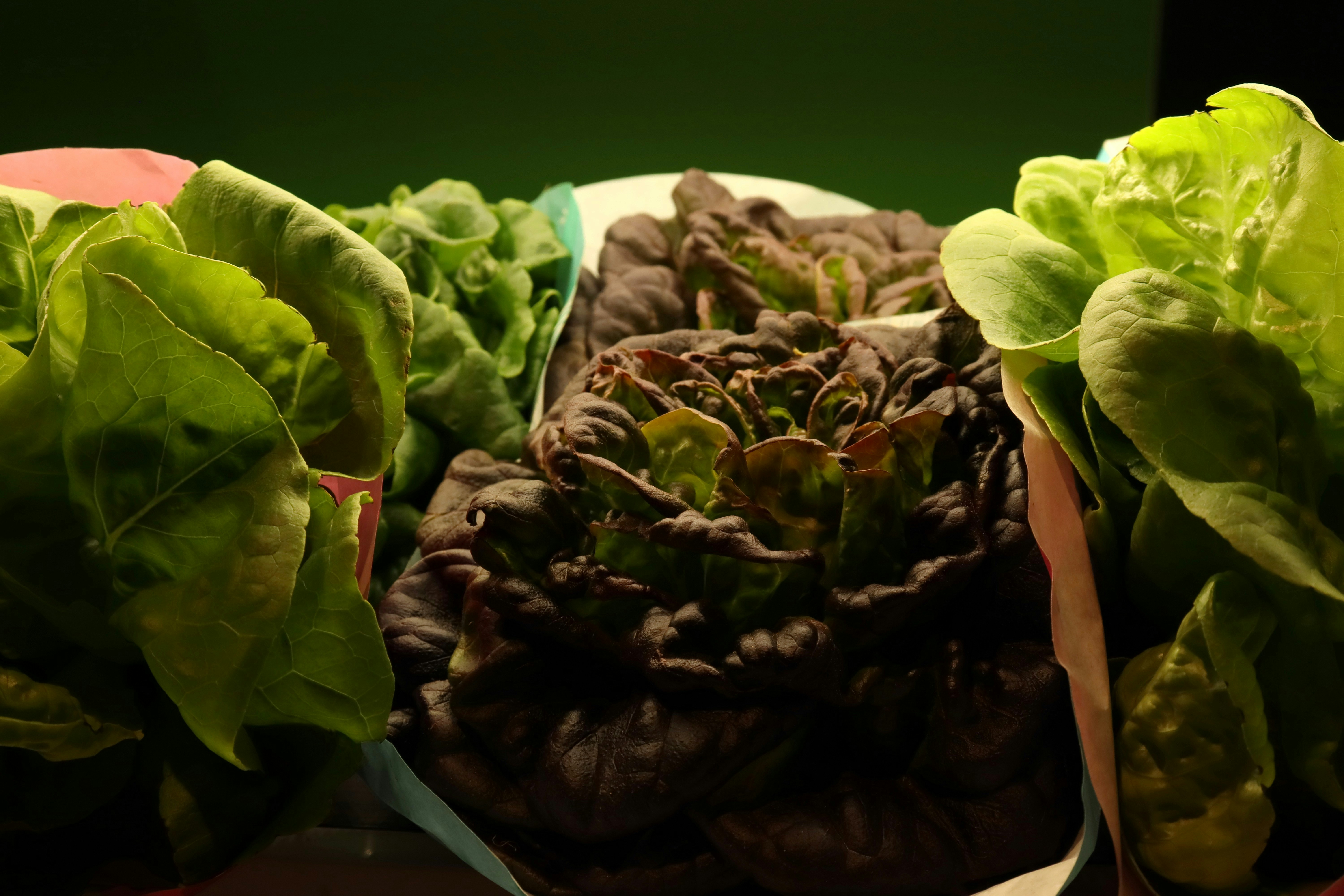 Several heads of lettuce are shown close-up.