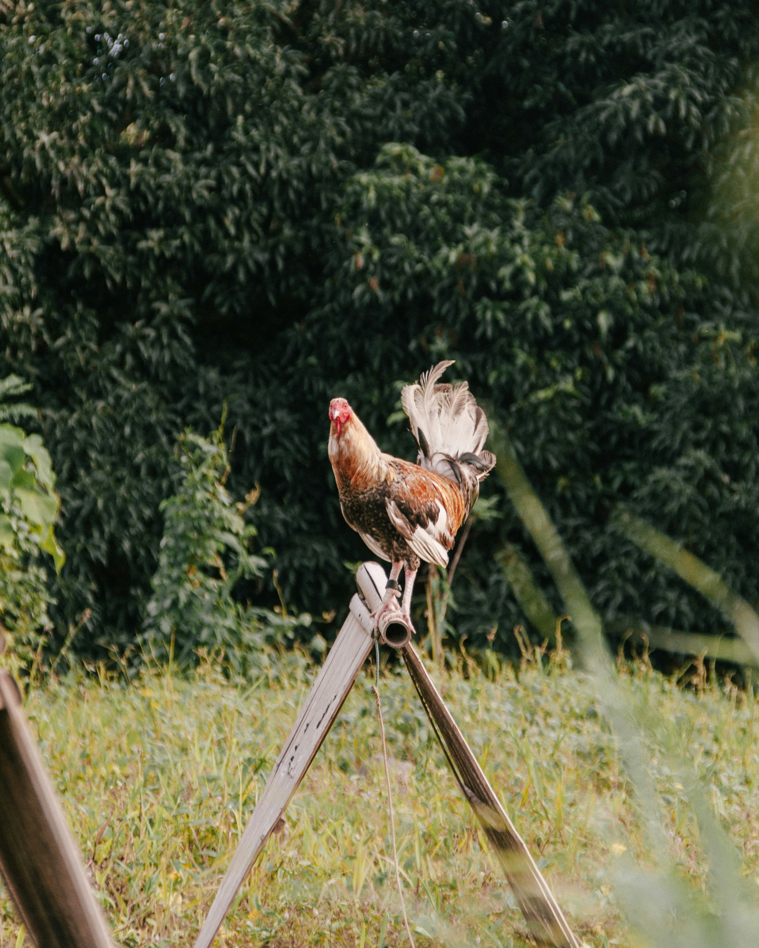 A rooster perched on a bamboo structure.