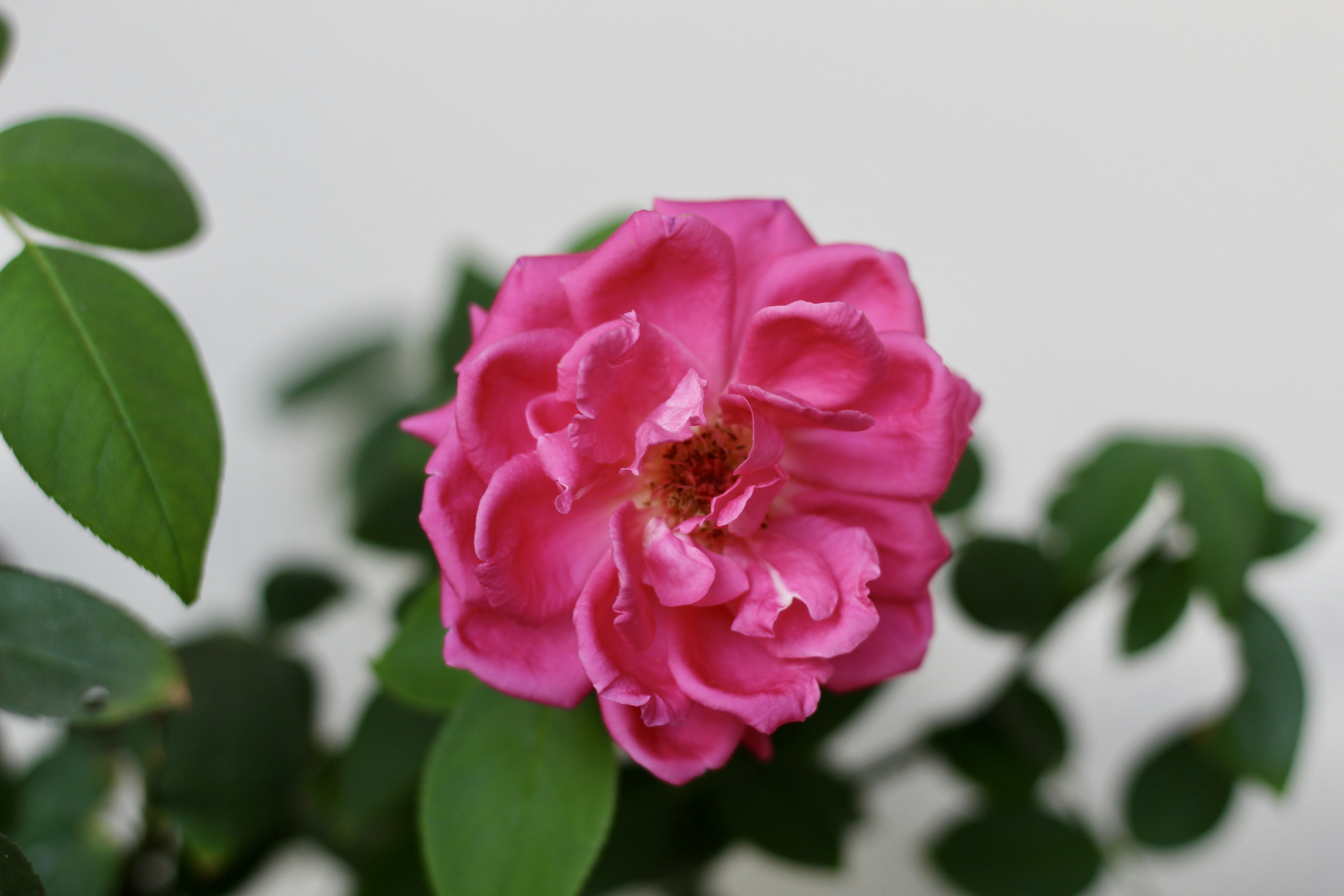 Photo by toushifalam