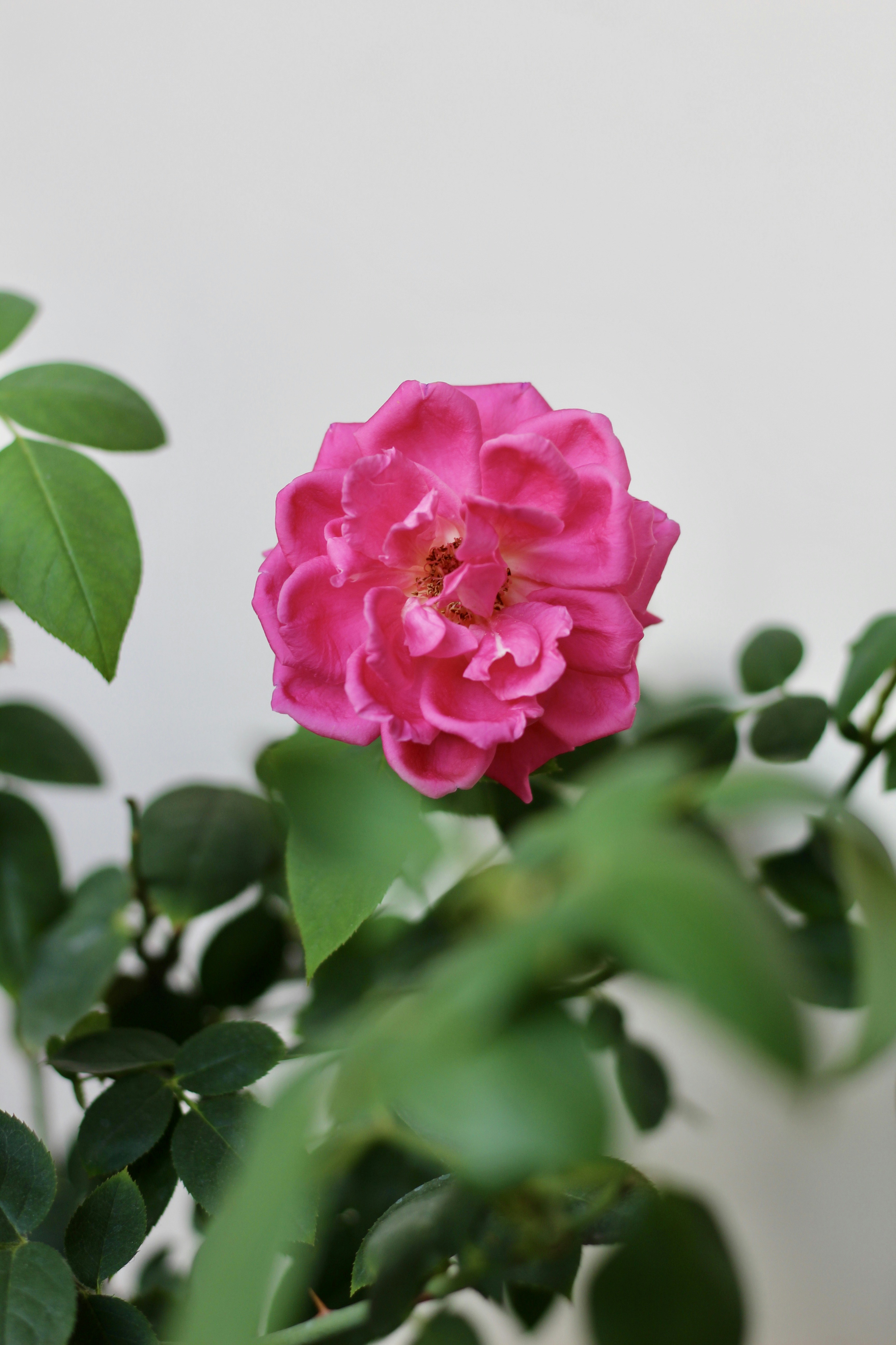 Photo by toushifalam