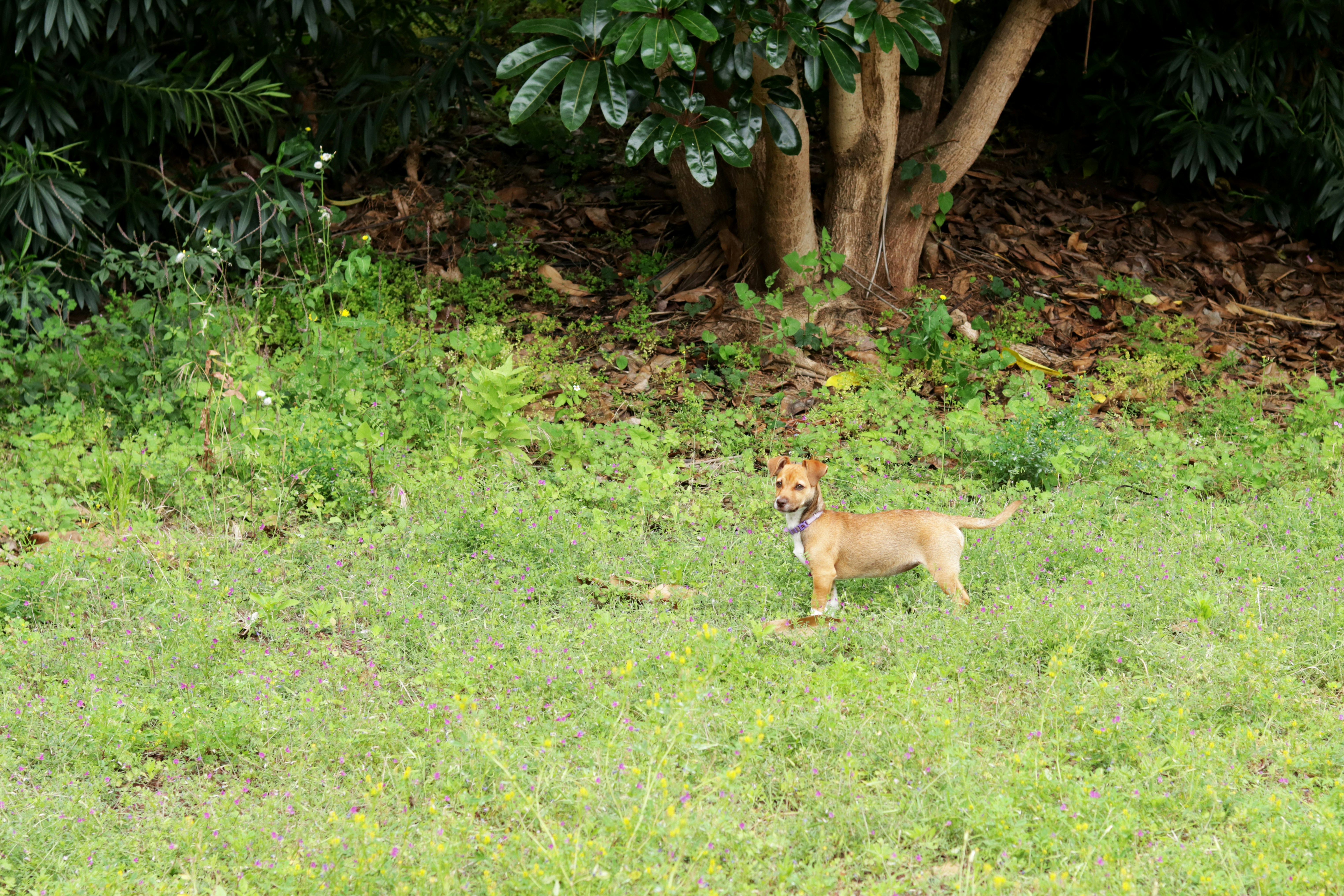 Cachorro recebendo treinamento com bebê por perto