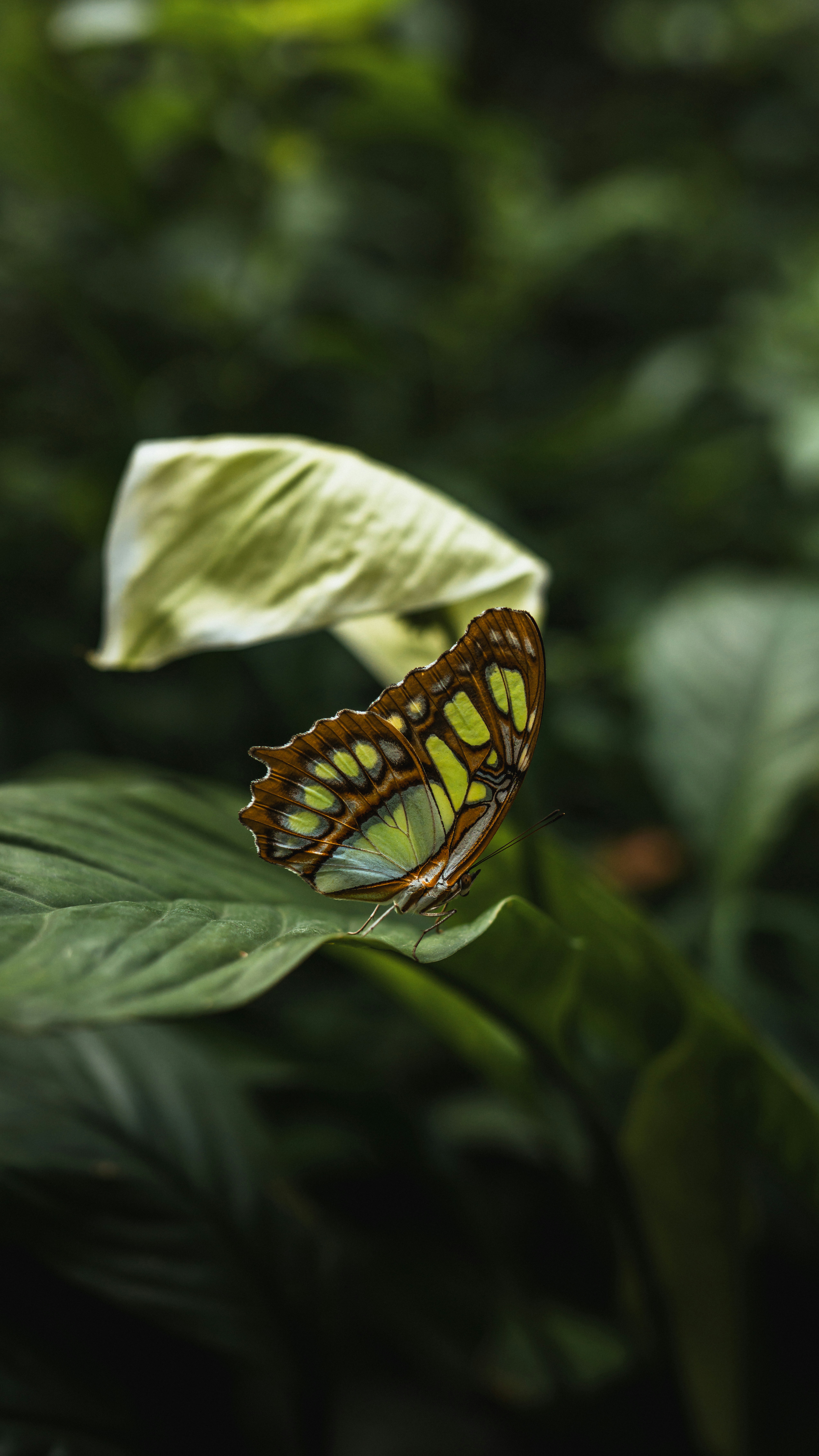 나비가 녹색 잎 위에 쉬고 있습니다.