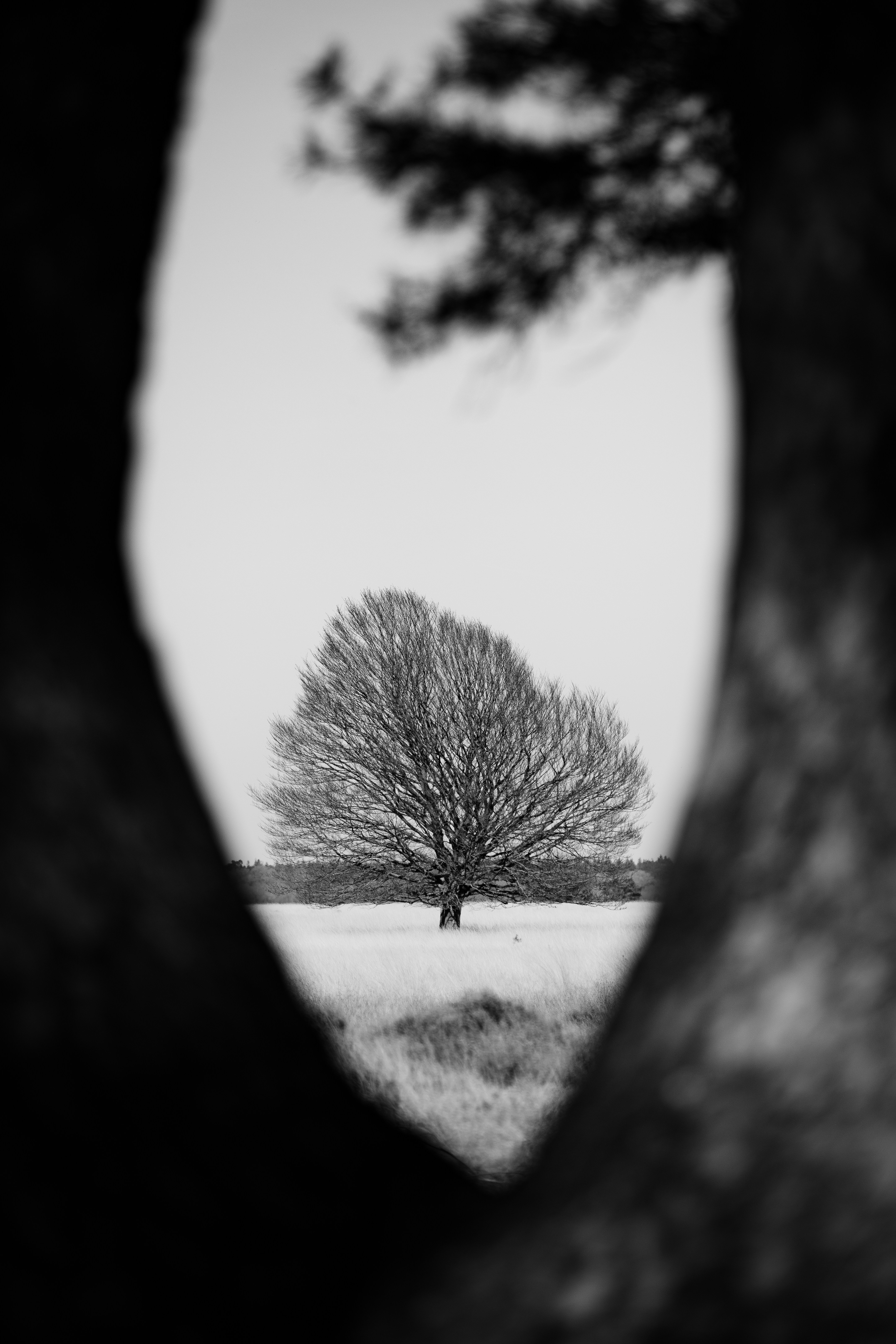 A tree is framed by a dark, natural opening.