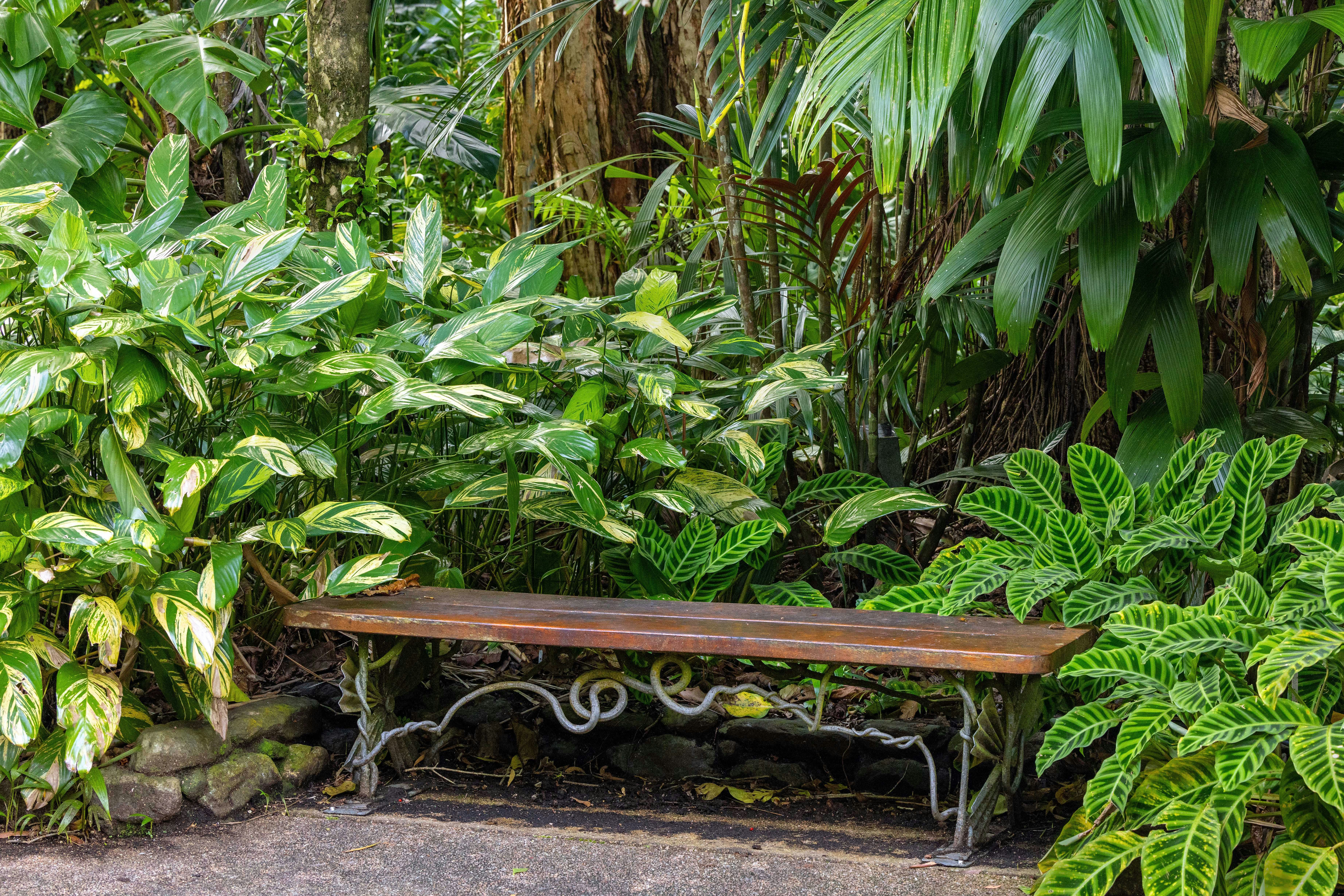 무성한 녹지 사이에 벤치가 있습니다.