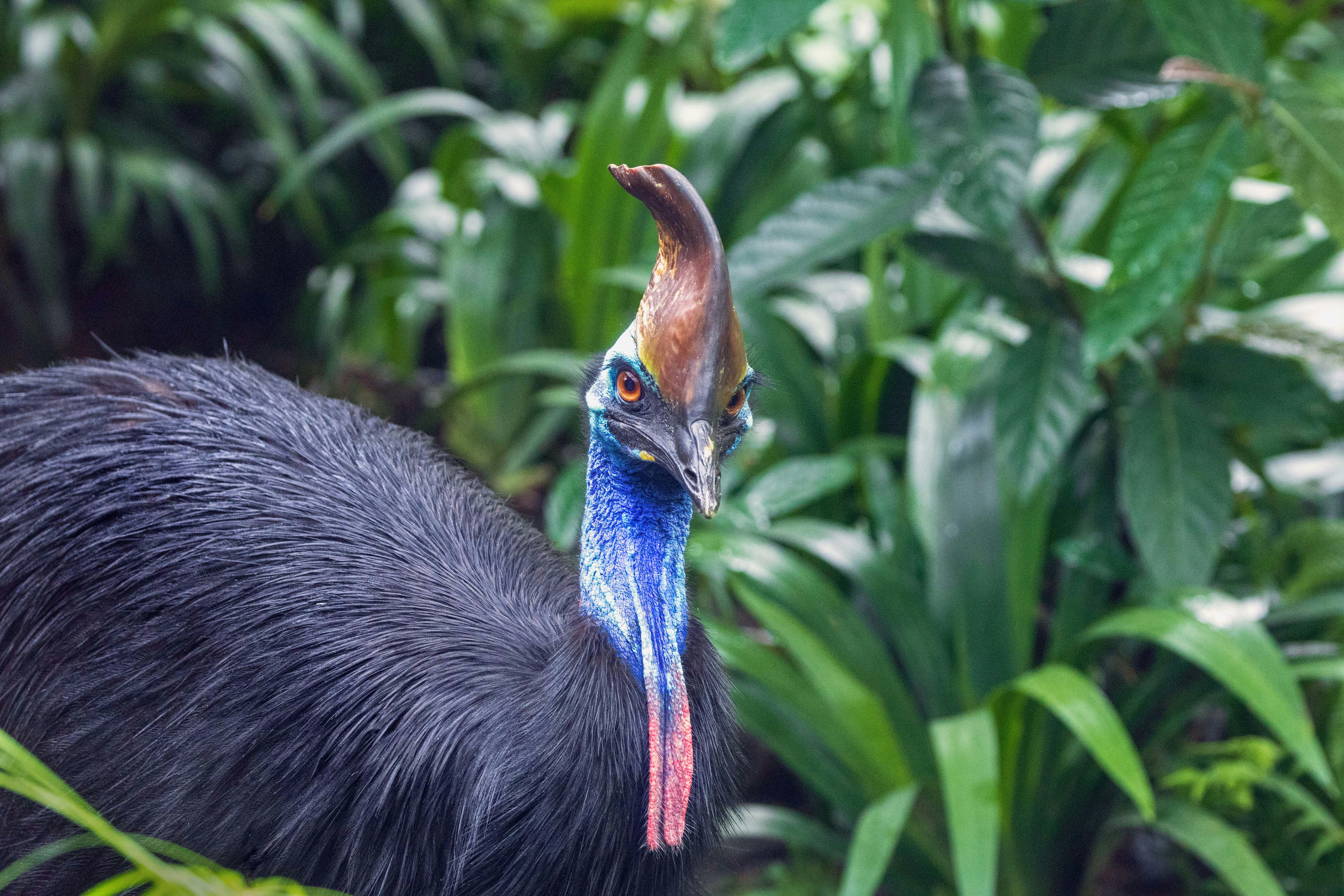 A cassowary makes it's way through dense vegetation. Birdworld Kuranada.