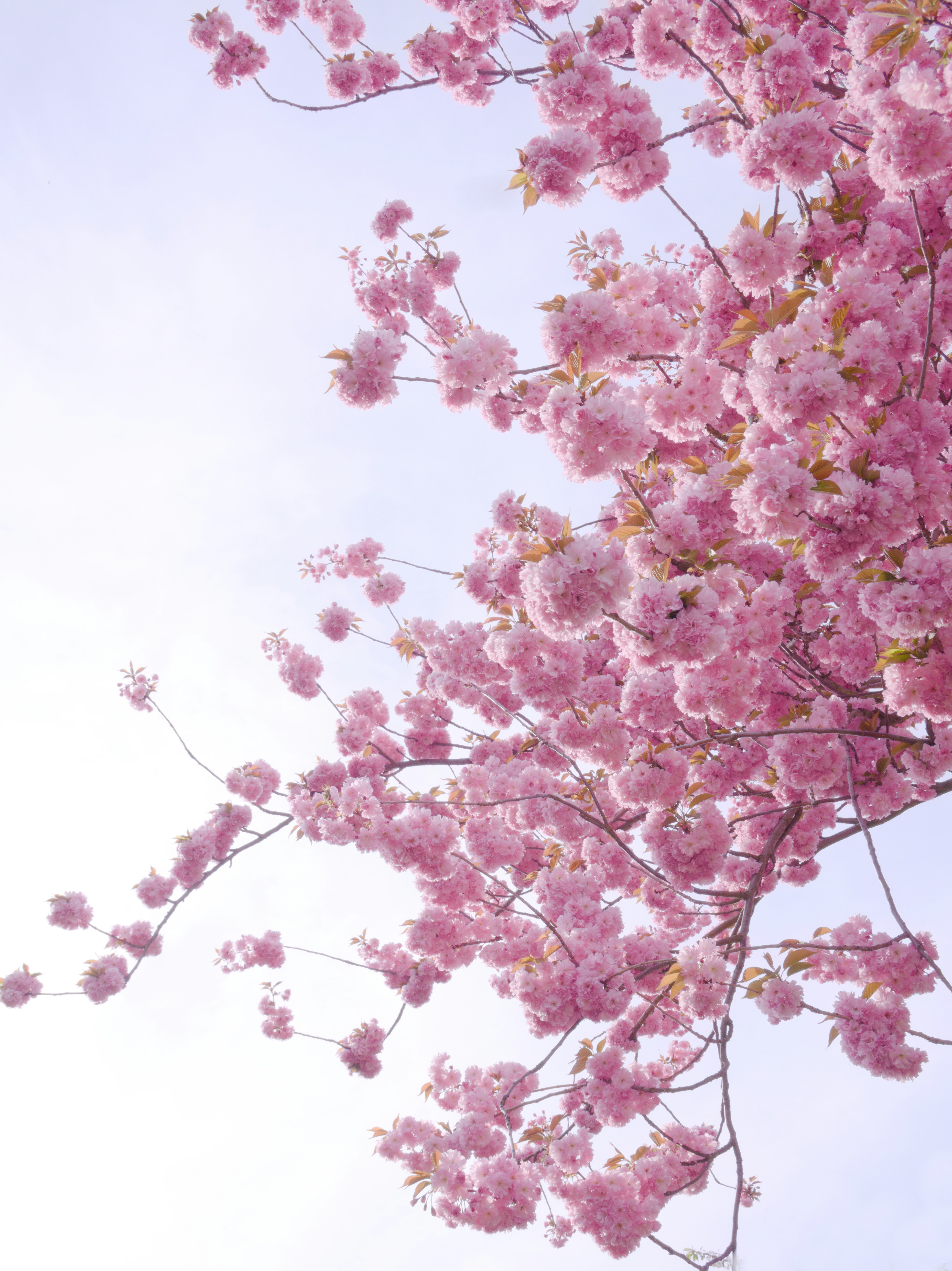 Photo by klarin_steffens