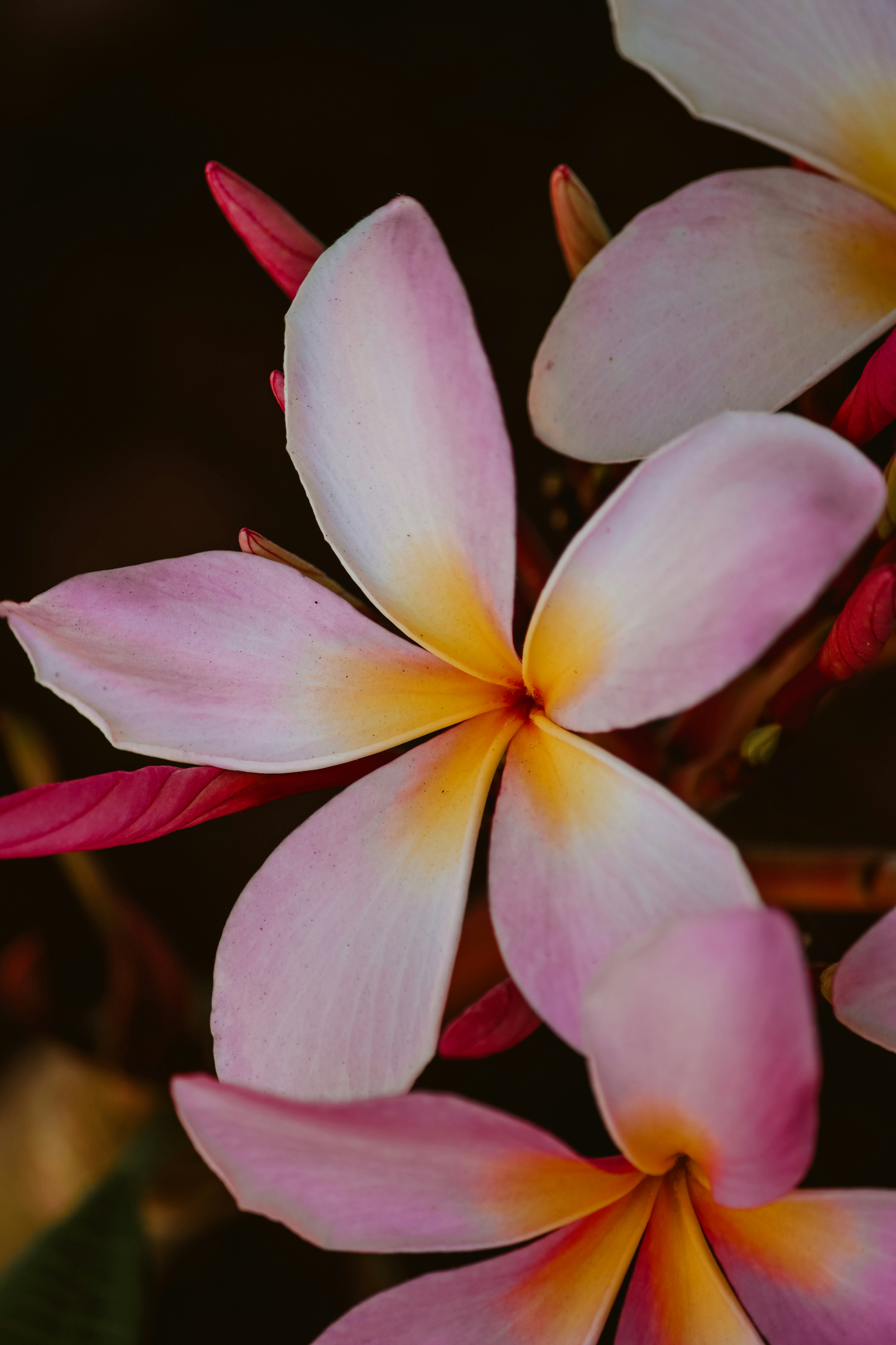 Rosa und gelbe Blüten blühen.