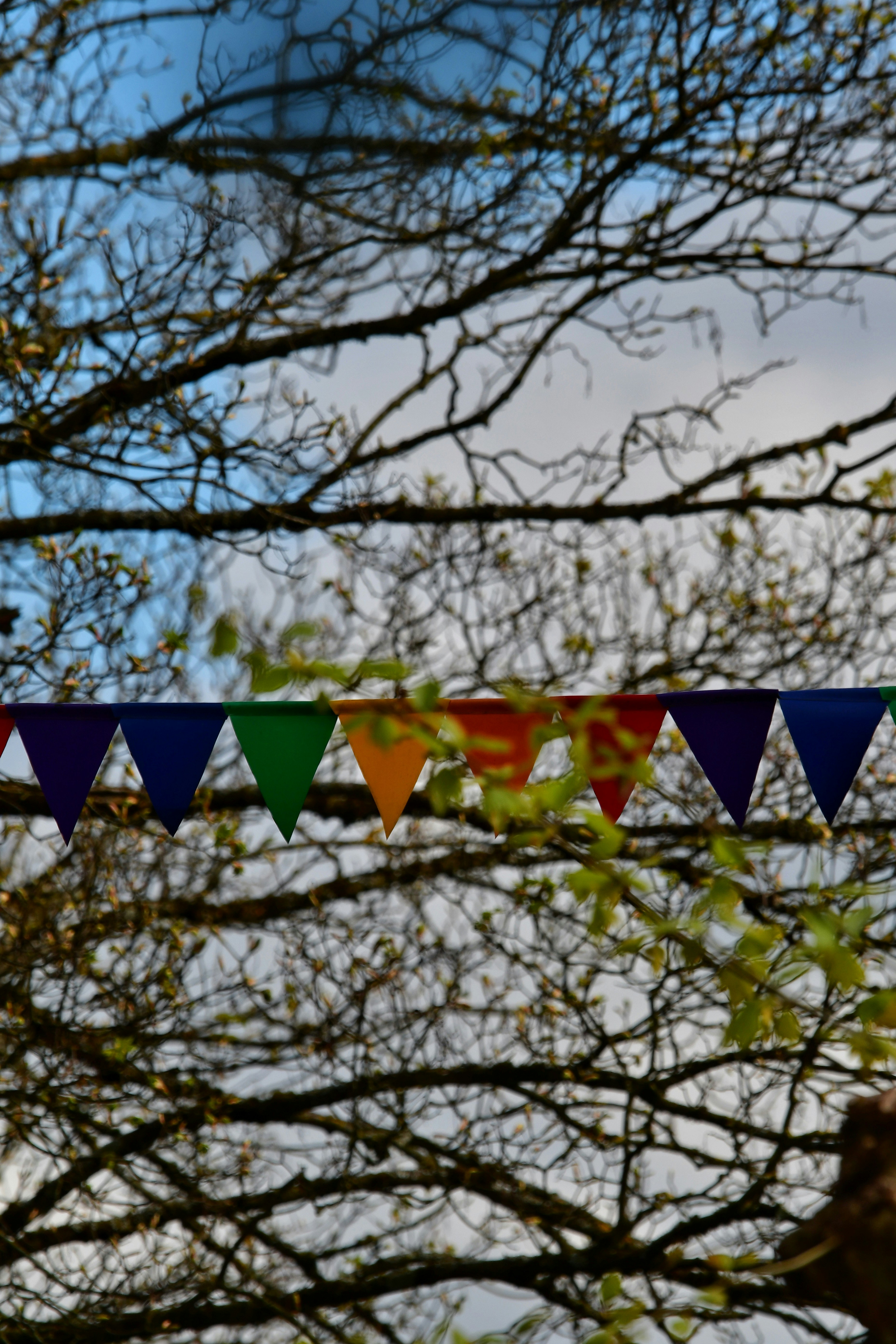 Colorful bunting hangs among tree branches. photo – Free Green Image on ...