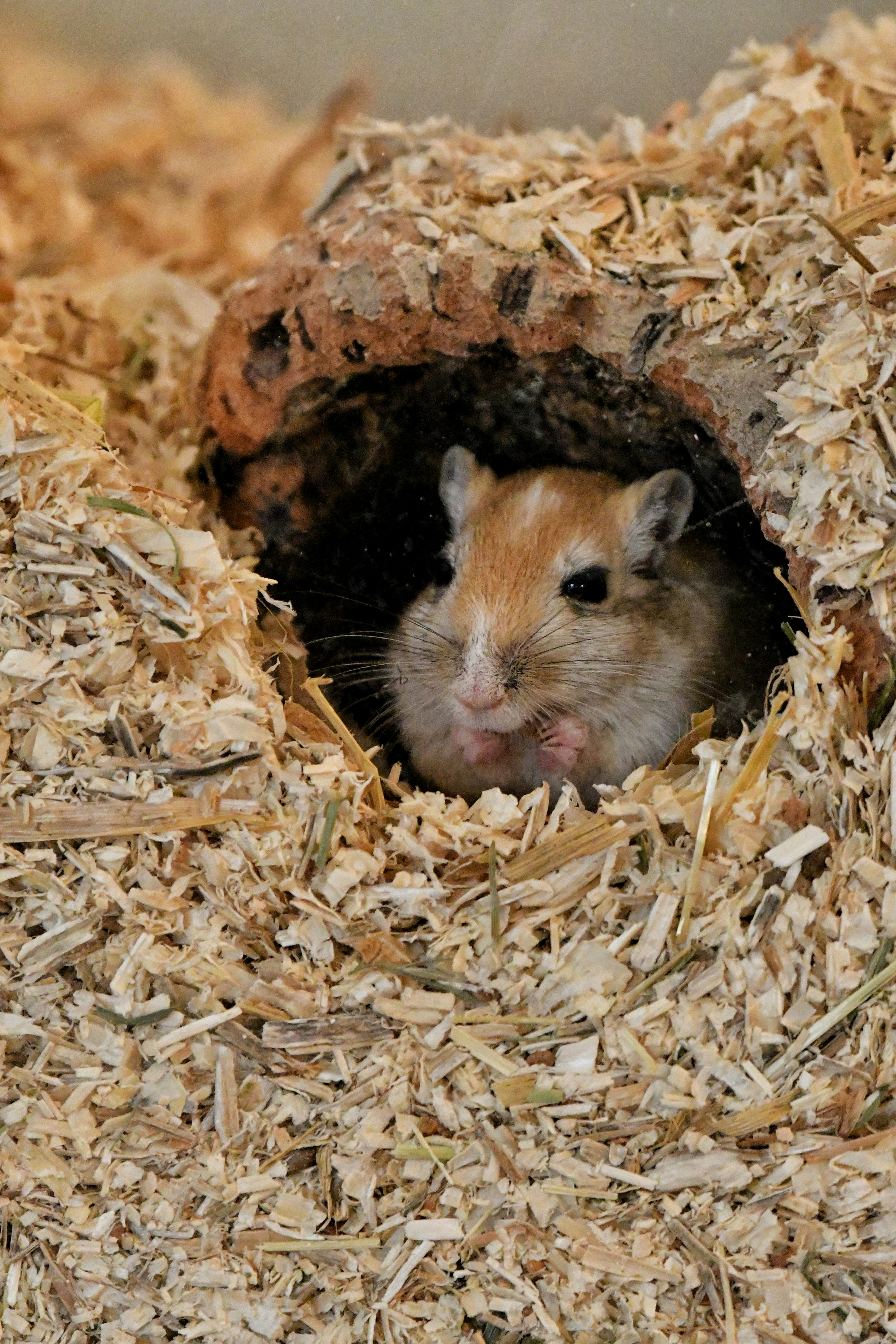 A gerbil peeks out from inside its burrow.