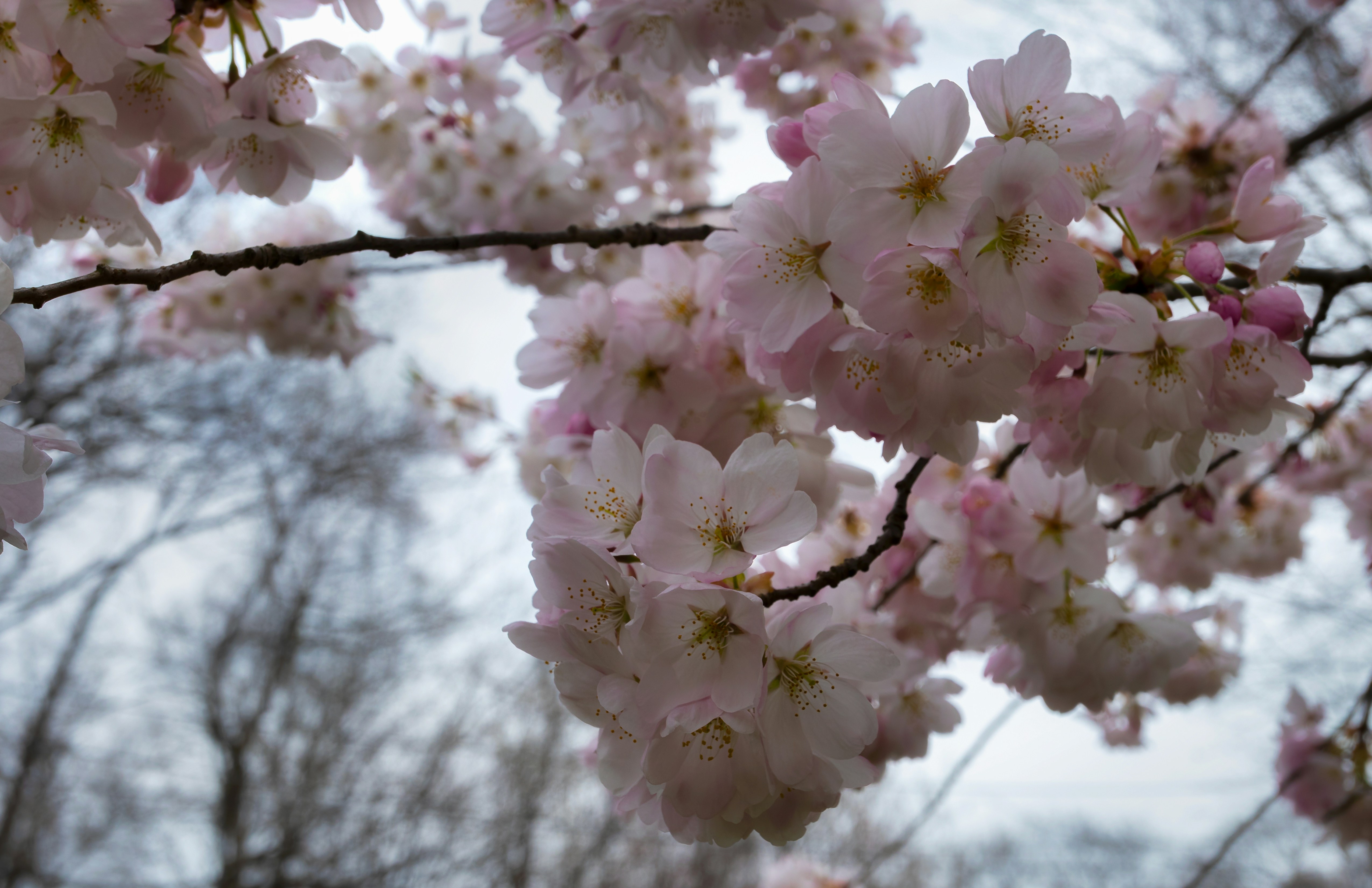 Cherry blossoms bloom beautifully on the tree branches.