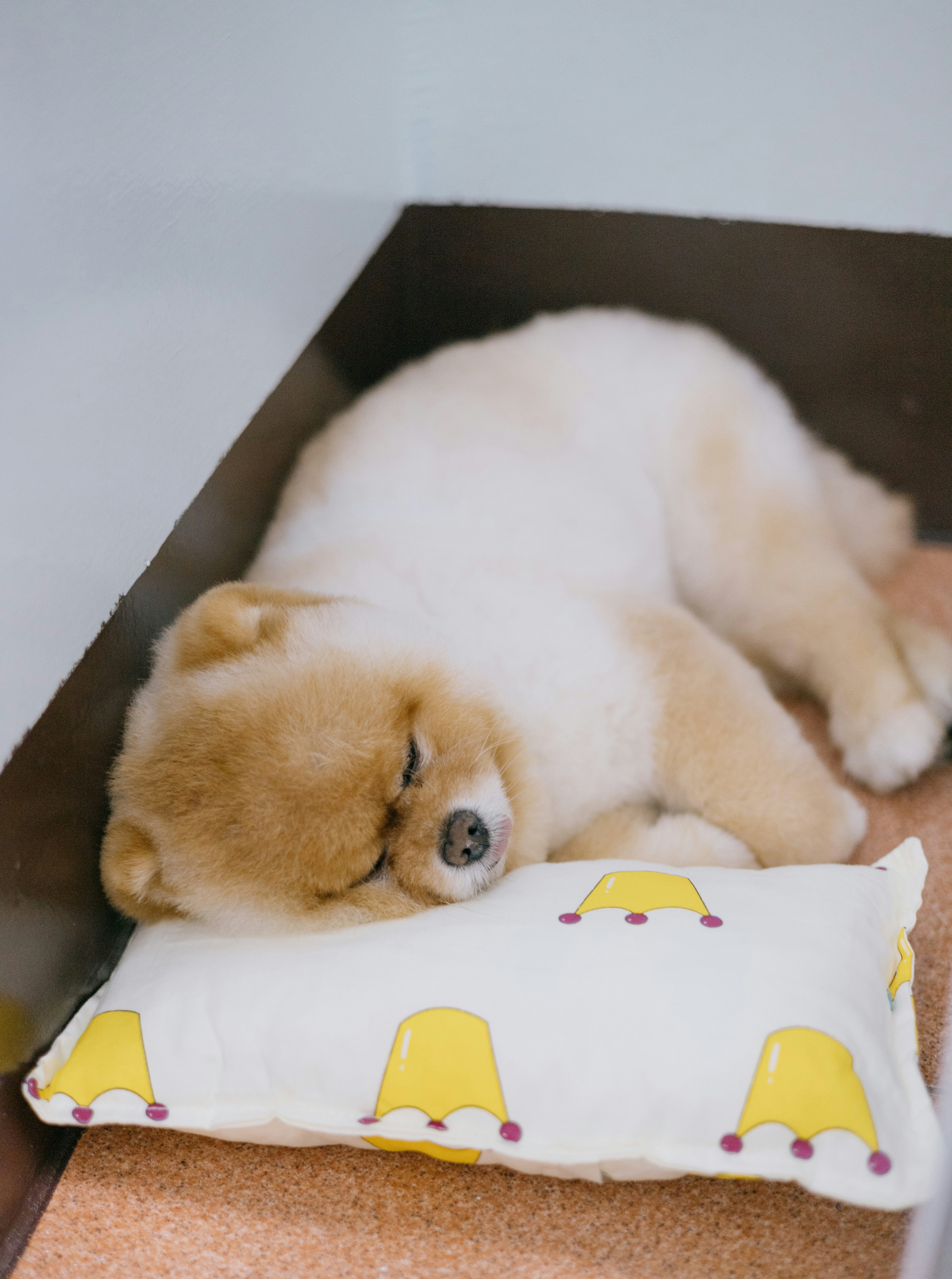 A cute dog is sleeping peacefully on a pillow. photo – Free Animal Image on  Unsplash, image size:3000x4029