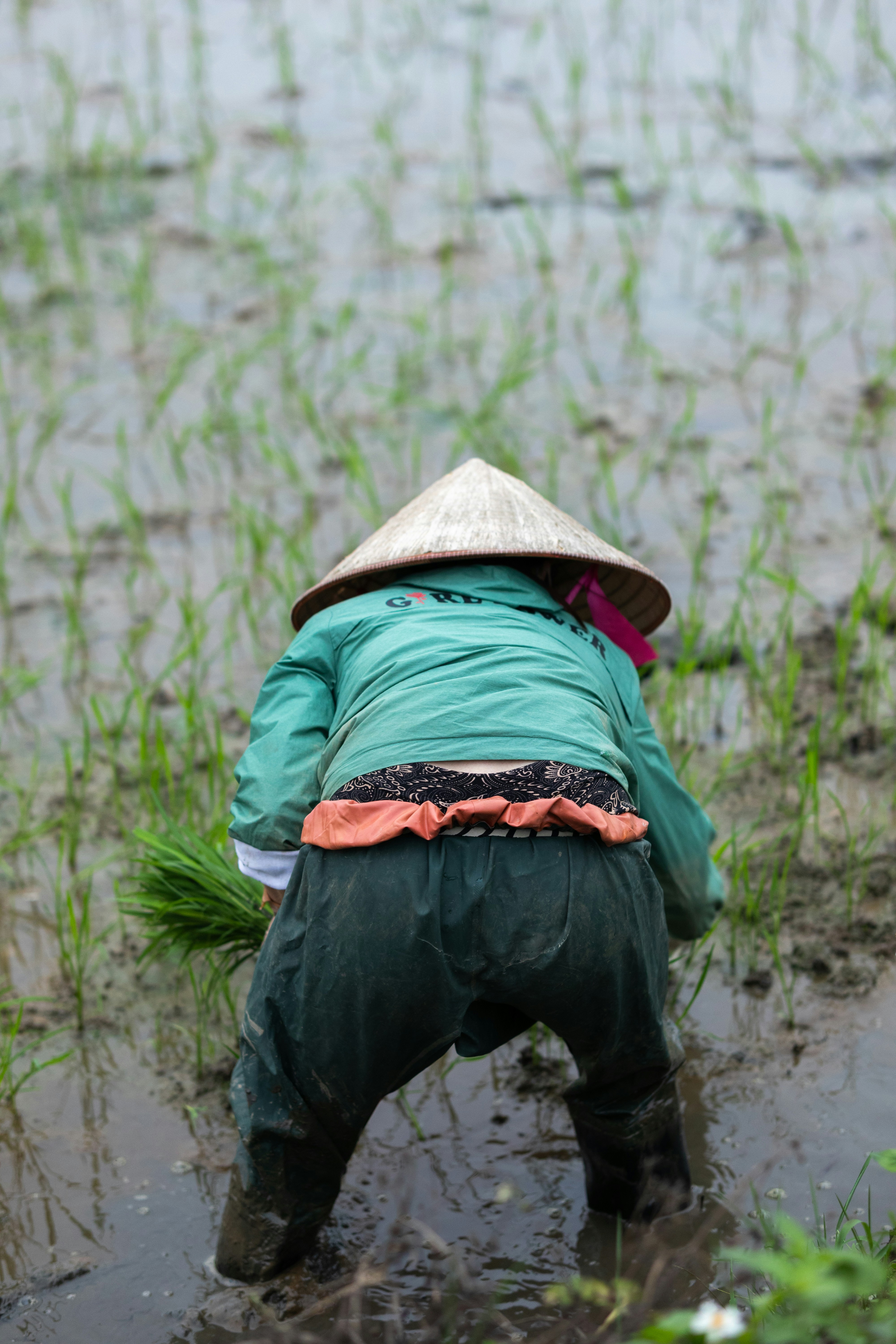 Image vectorielle Stades de croissance de la plante de riz. Phases  d'augmentation du riz. Illustration vectorielle. Oryza sativa. Période de  maturation. Le cycle de vie. Utilisez des engrais. Sur fond blanc ., image size:3000x4500