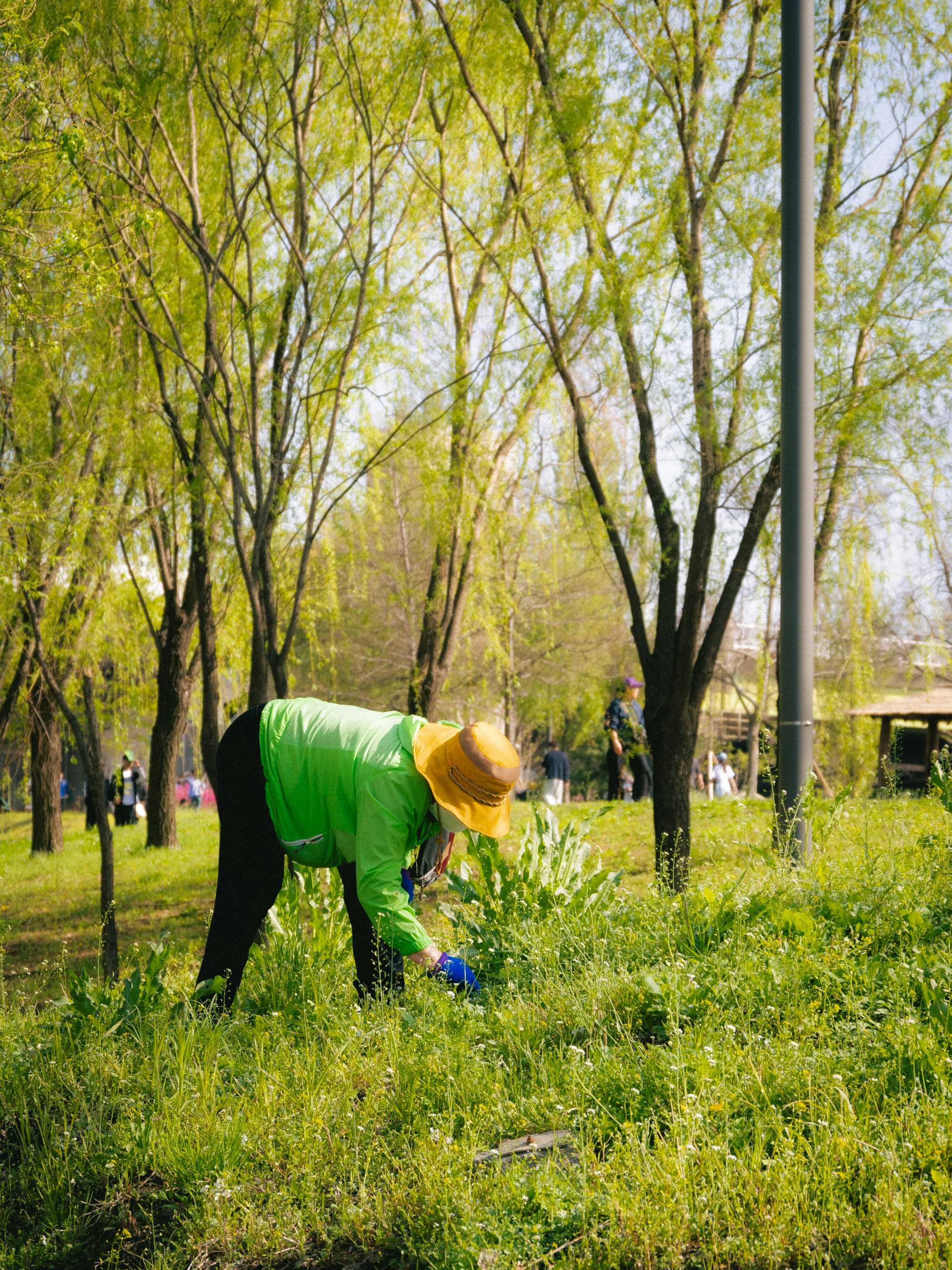 A person tends to flowers in a park.