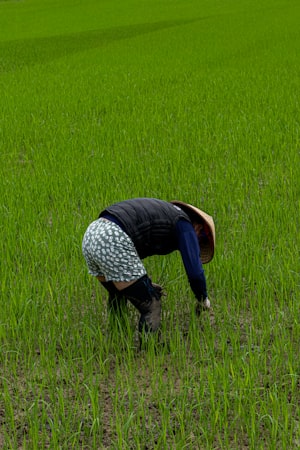 Farmer working in a lush Vietnamese rice field — the agricultural traditions that sustain V-beauty ingredients