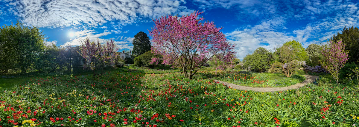 青空の下、花が咲きそろう庭園