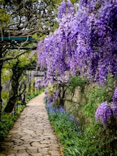 A stone path winds through purple wisteria.