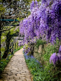 A stone path winds through purple wisteria.