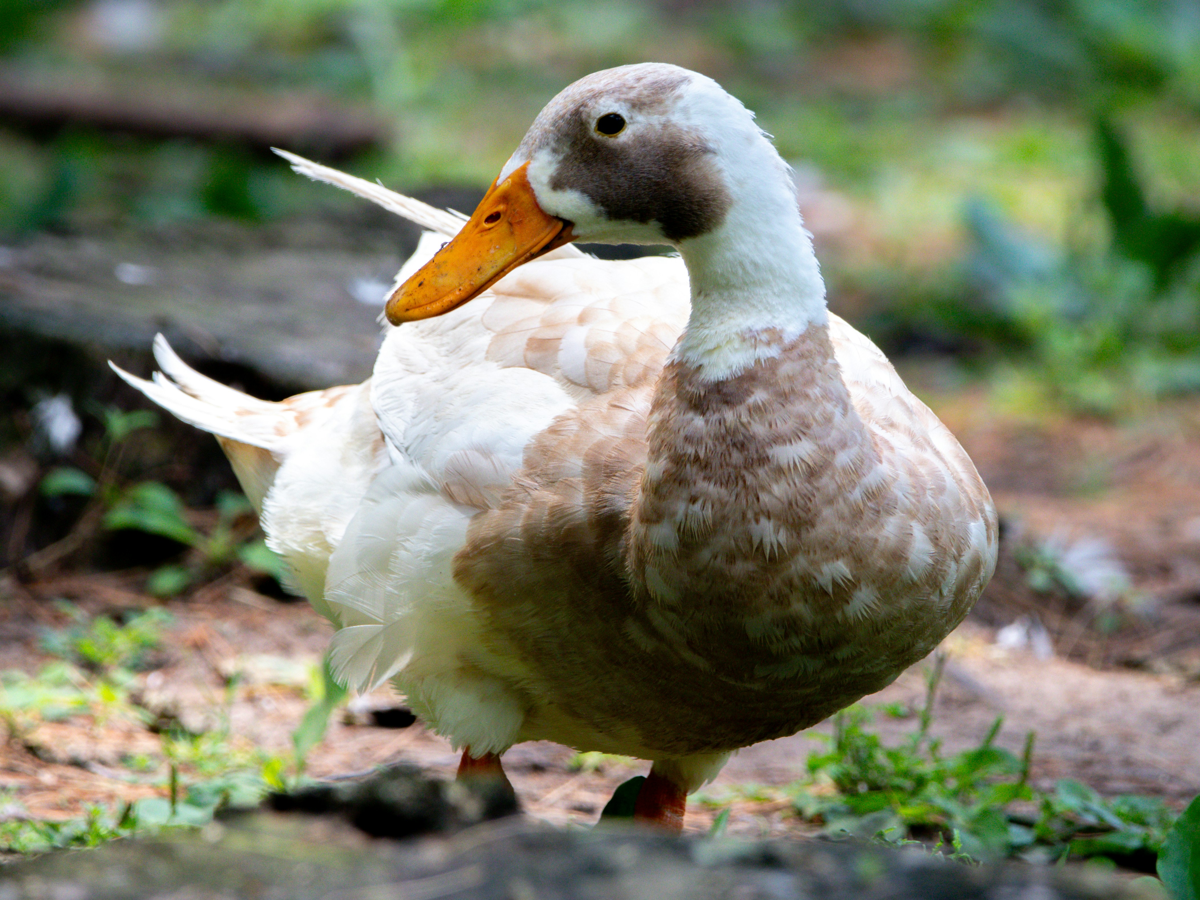 Photo by williamfaicher