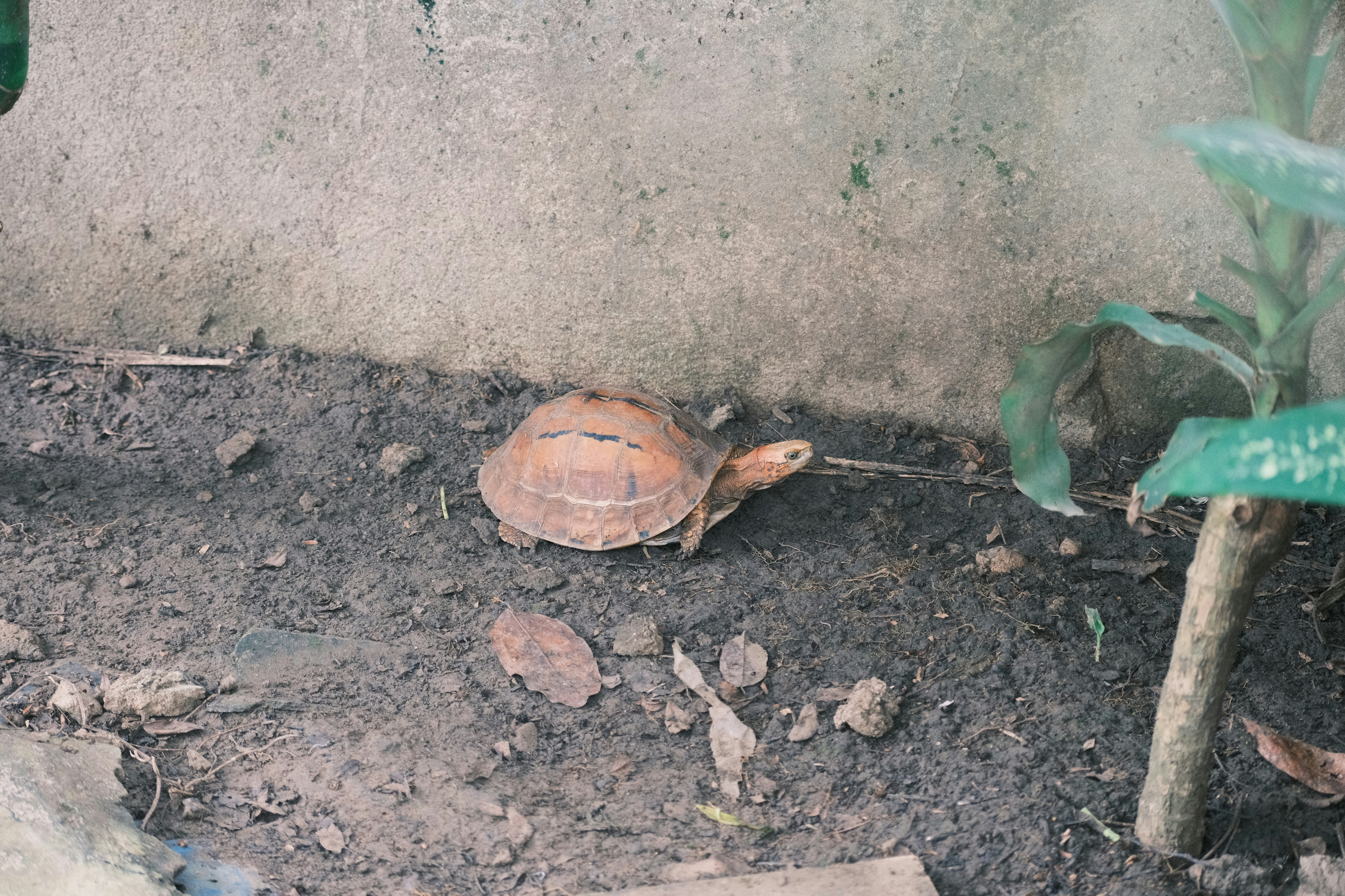 A small turtle crawls along the ground.