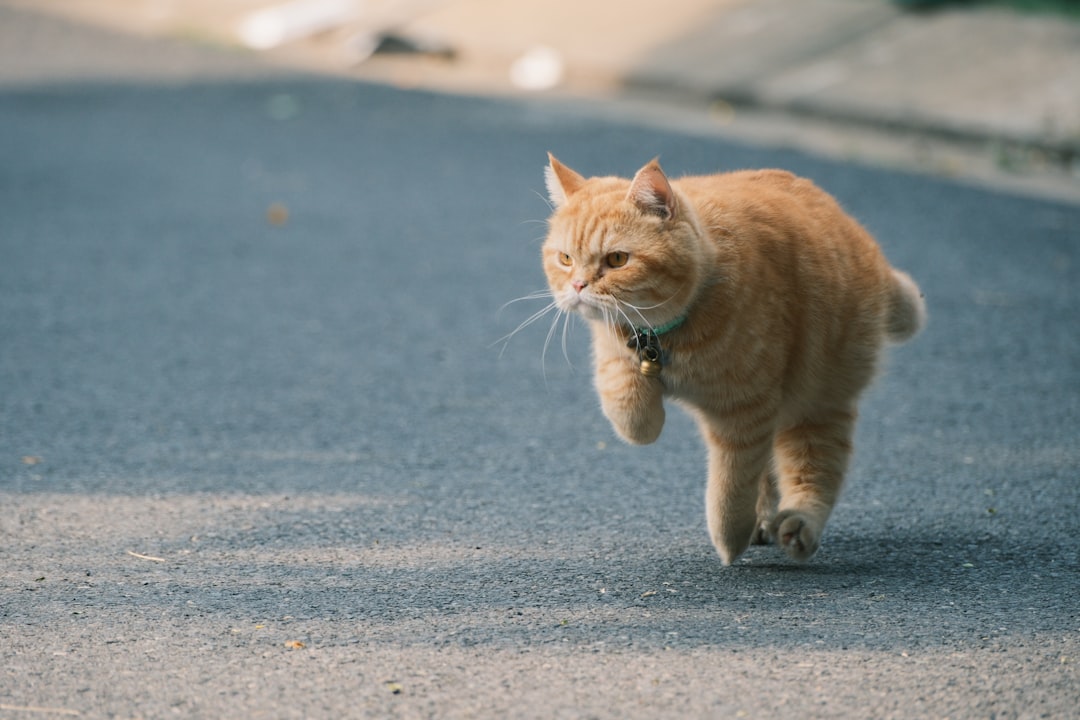 外を見つめる愛猫のイメージ