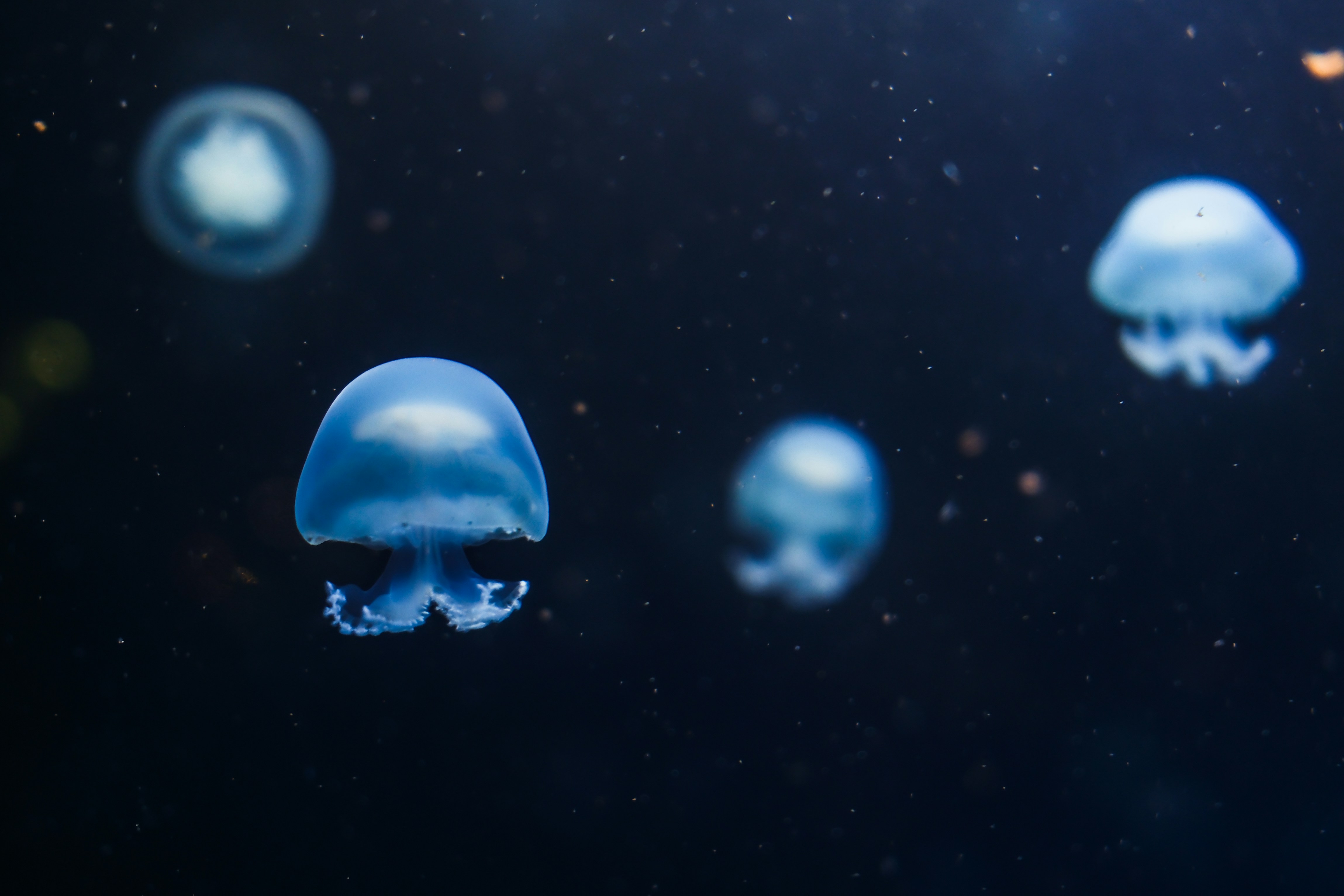 Several glowing jellyfish float in dark water.