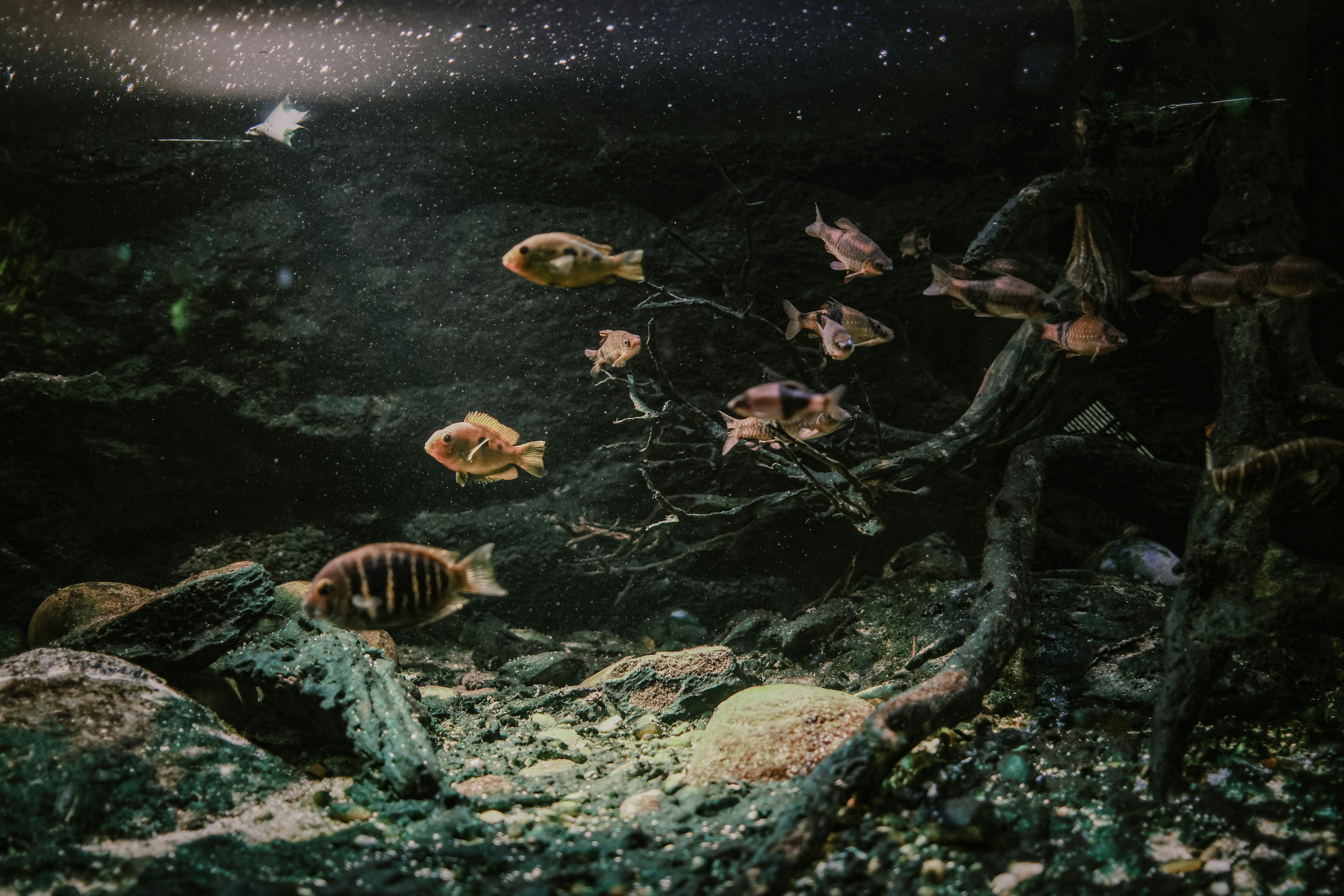 Houston Interactive Aquarium & Animal Preserve
