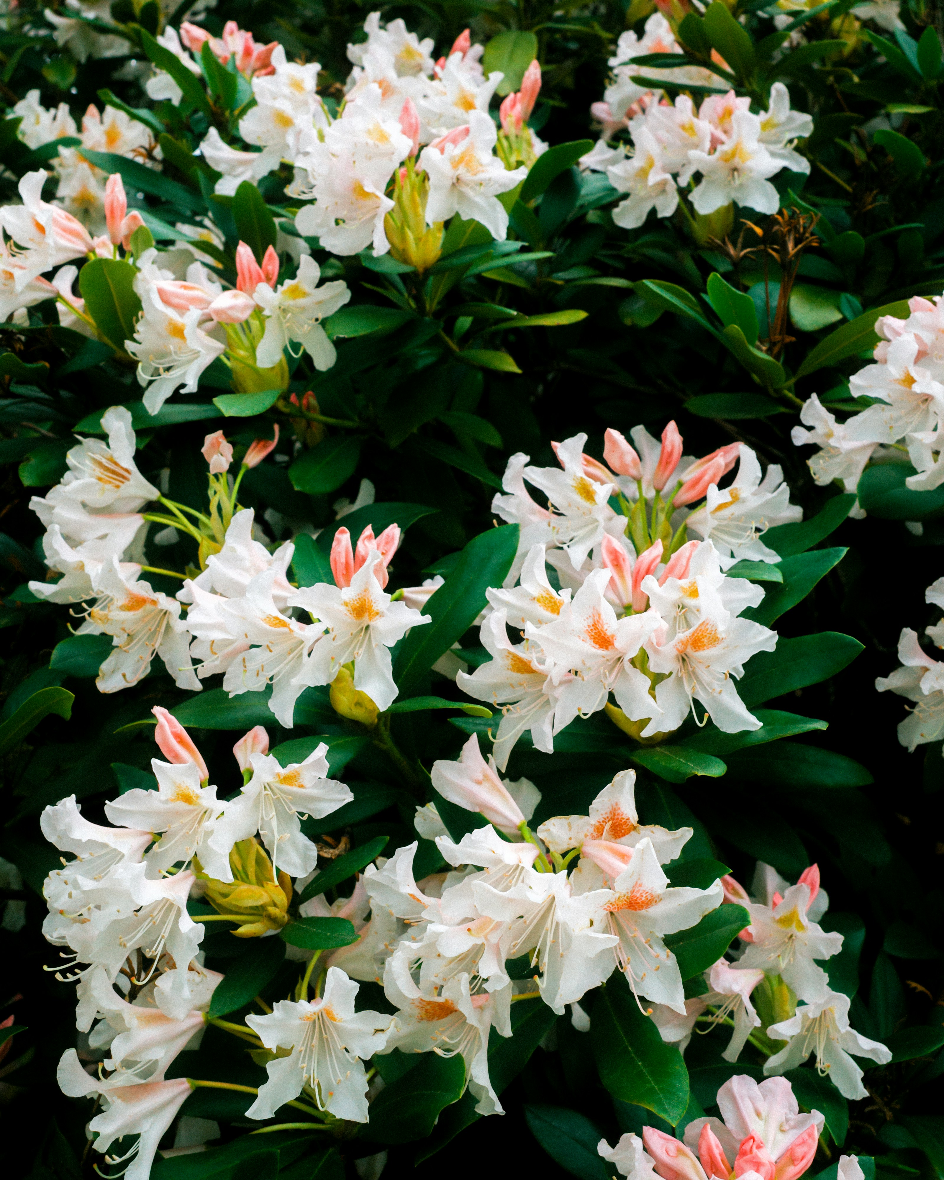 White rhododendron flowers bloom in abundance.