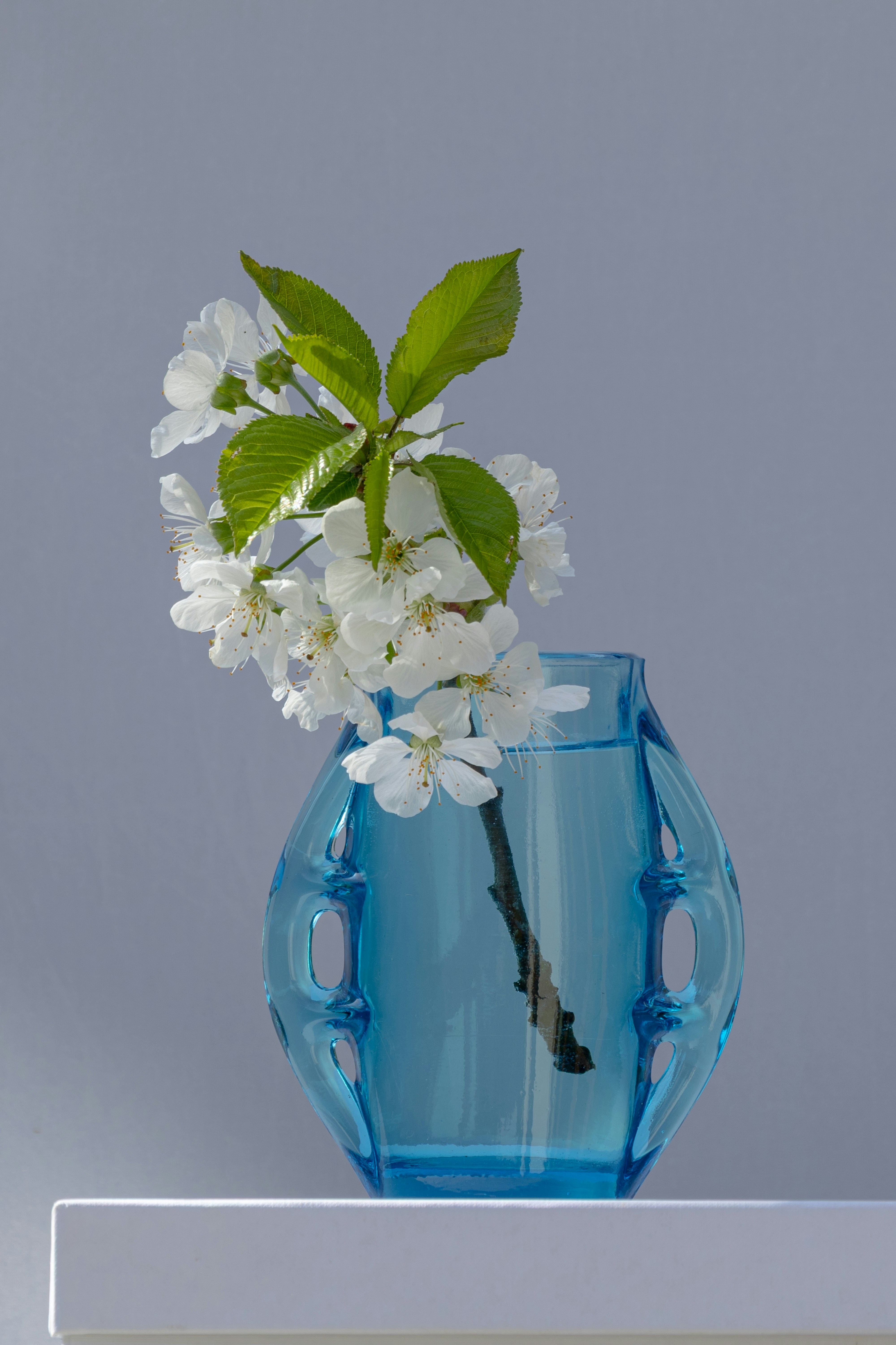 White blossoms adorn a blue vase.