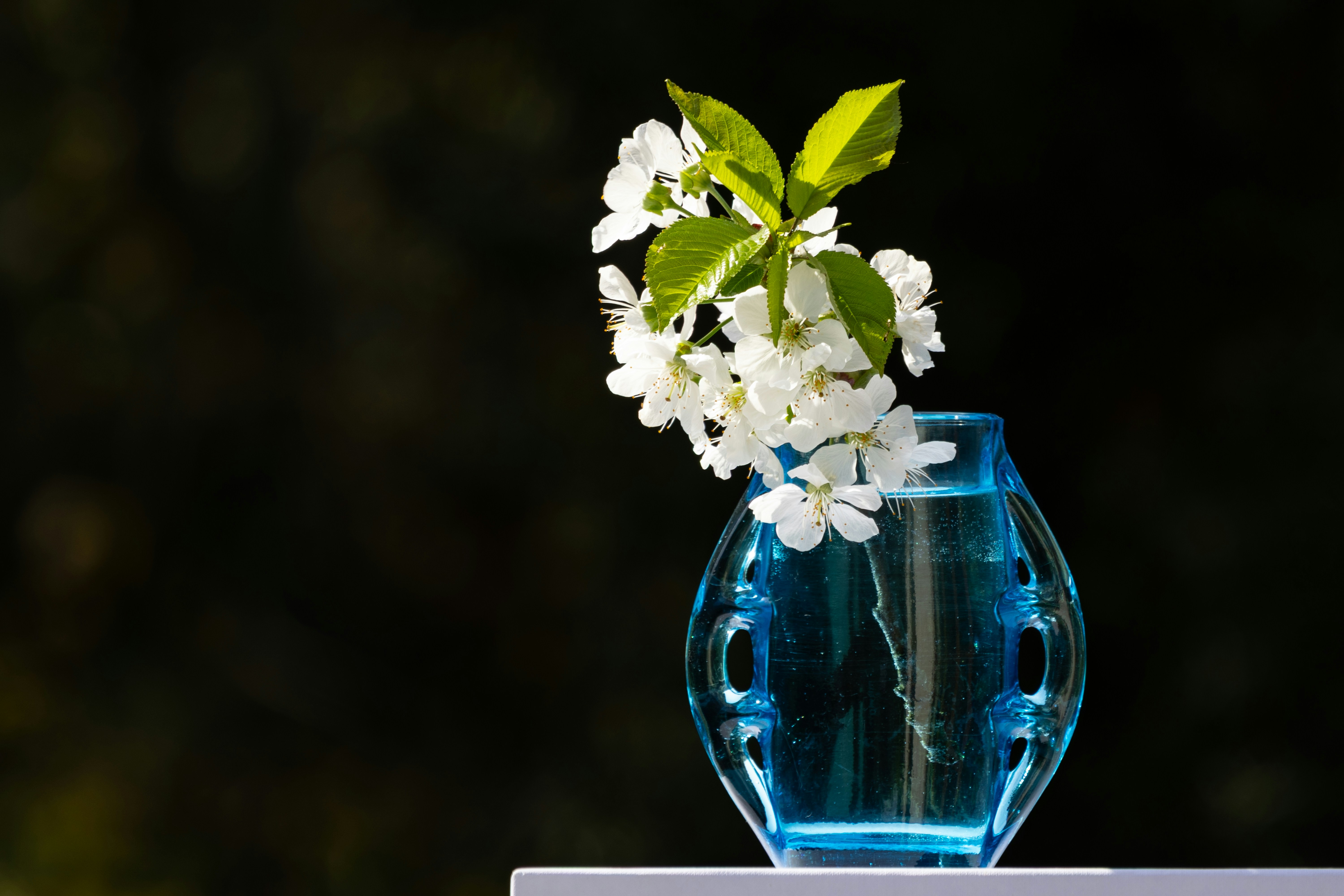 White flowers blossom in a blue glass vase.