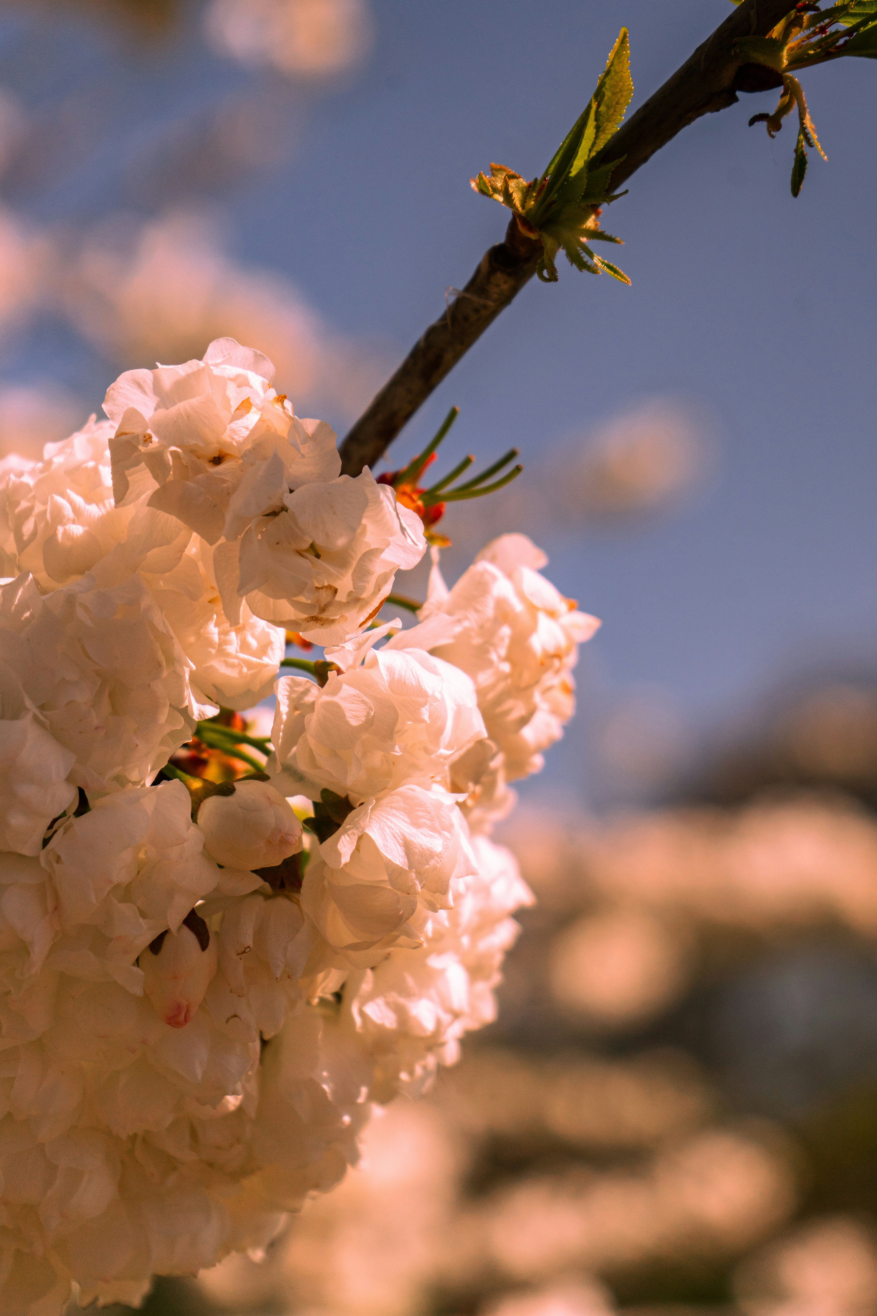 White cherry blossoms bloom beautifully in the sunlight.