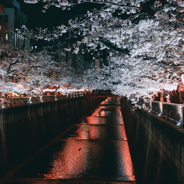 Cherry blossoms lining the dark Meguro River at night in Nakameguro