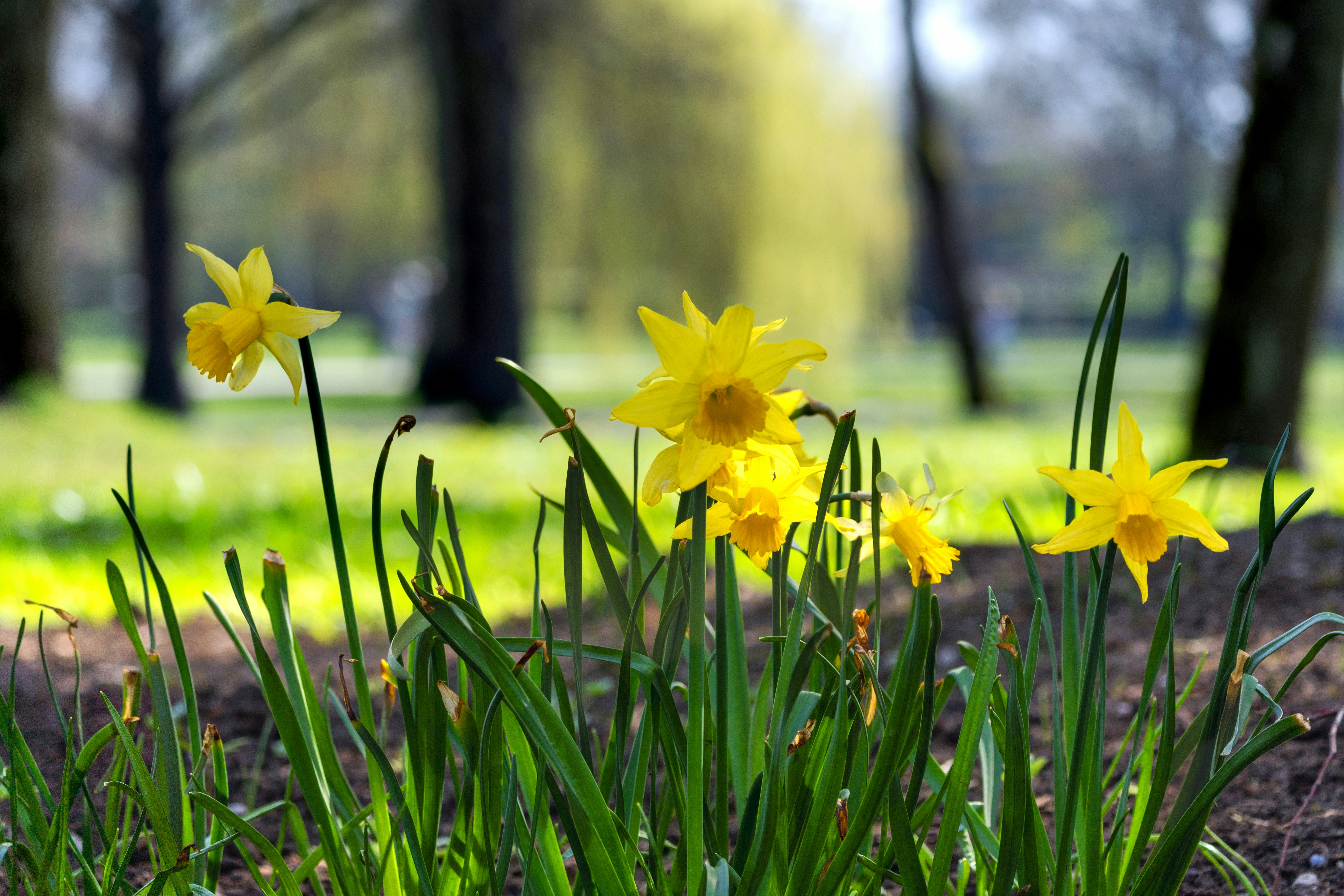 Uplifting Spring Equinox Quotes for Renewal & New Beginnings