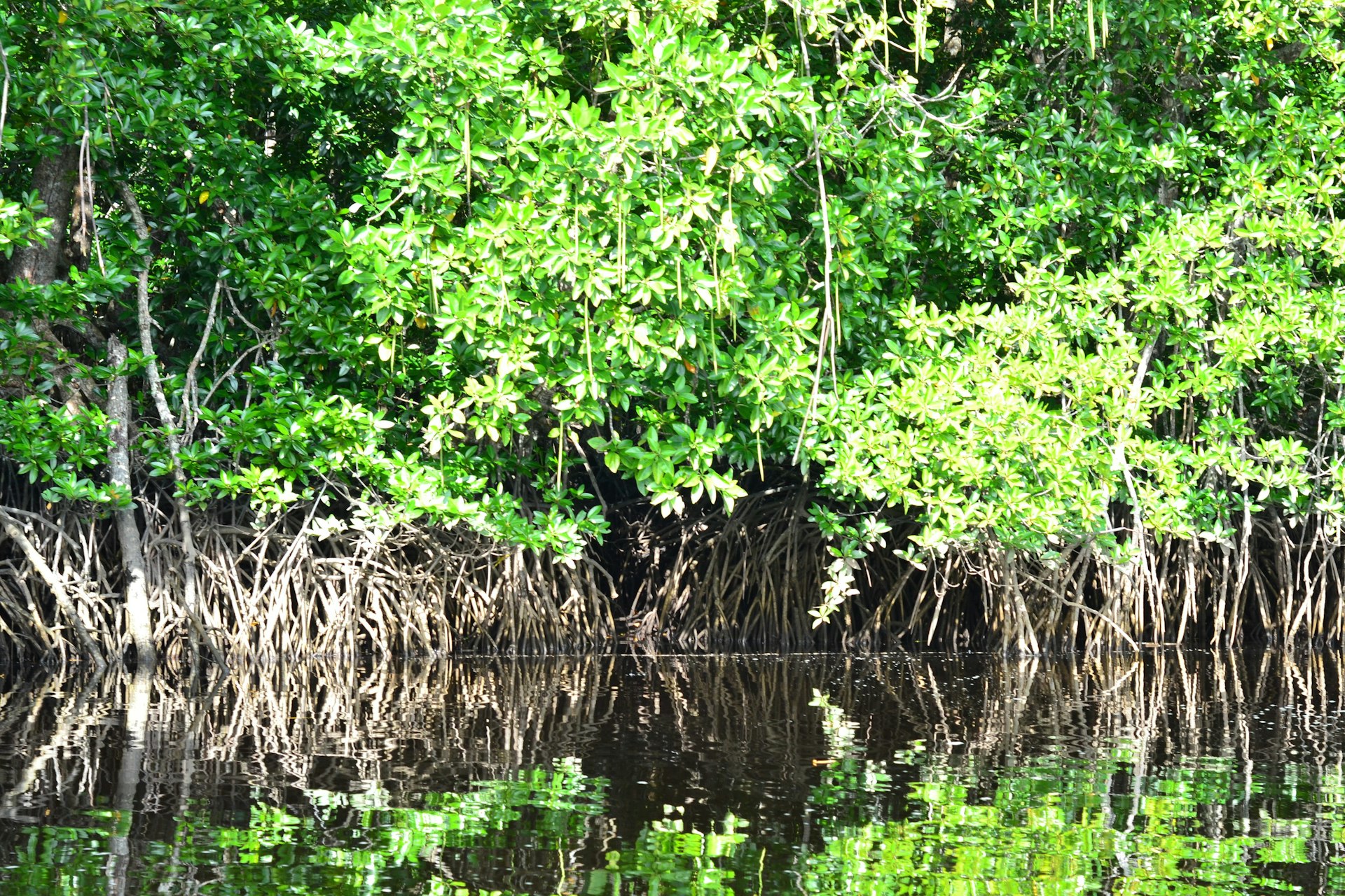Mangrove trees reflect beautifully on the water.