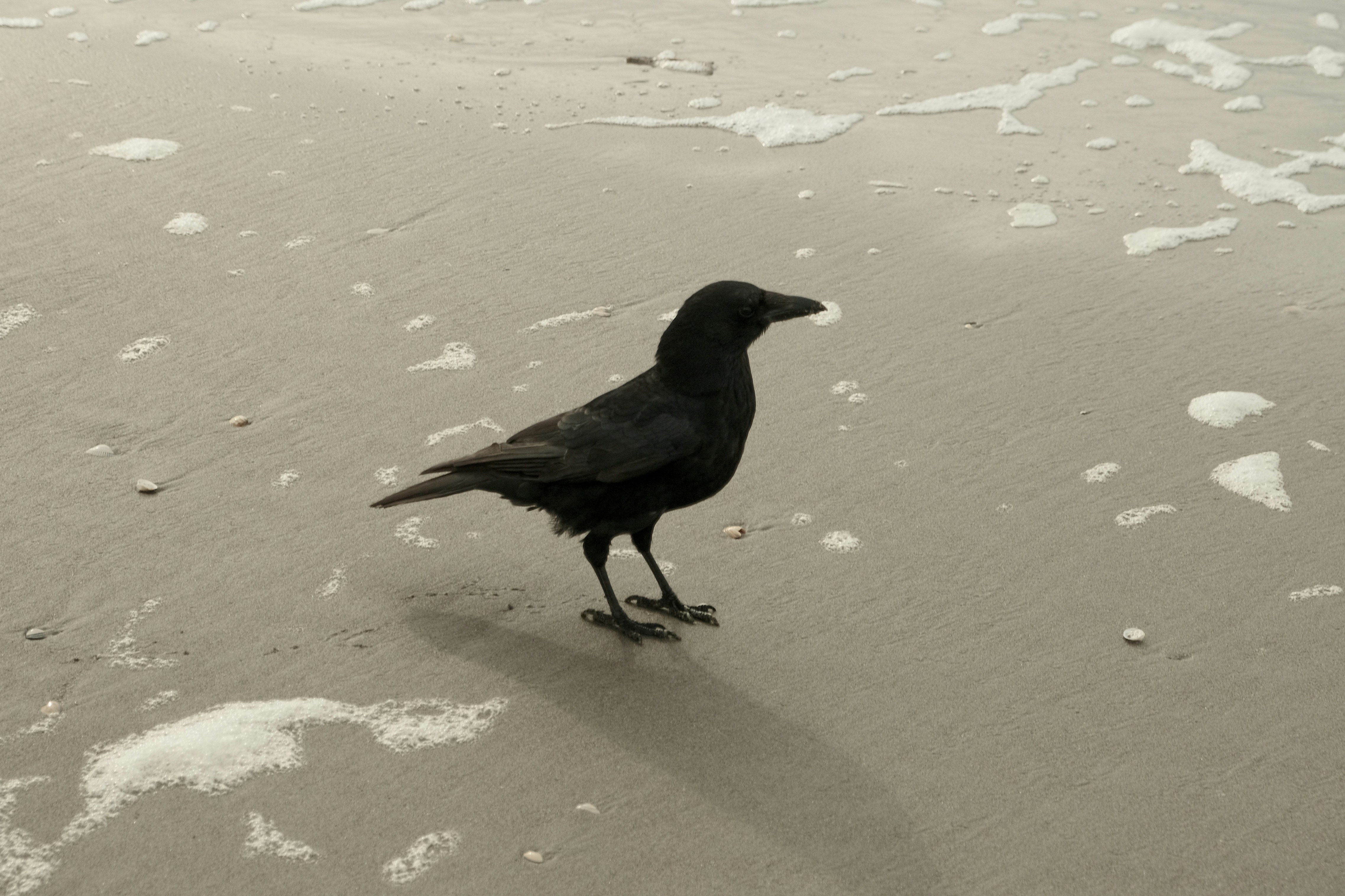 A crow walks along the wet beach.