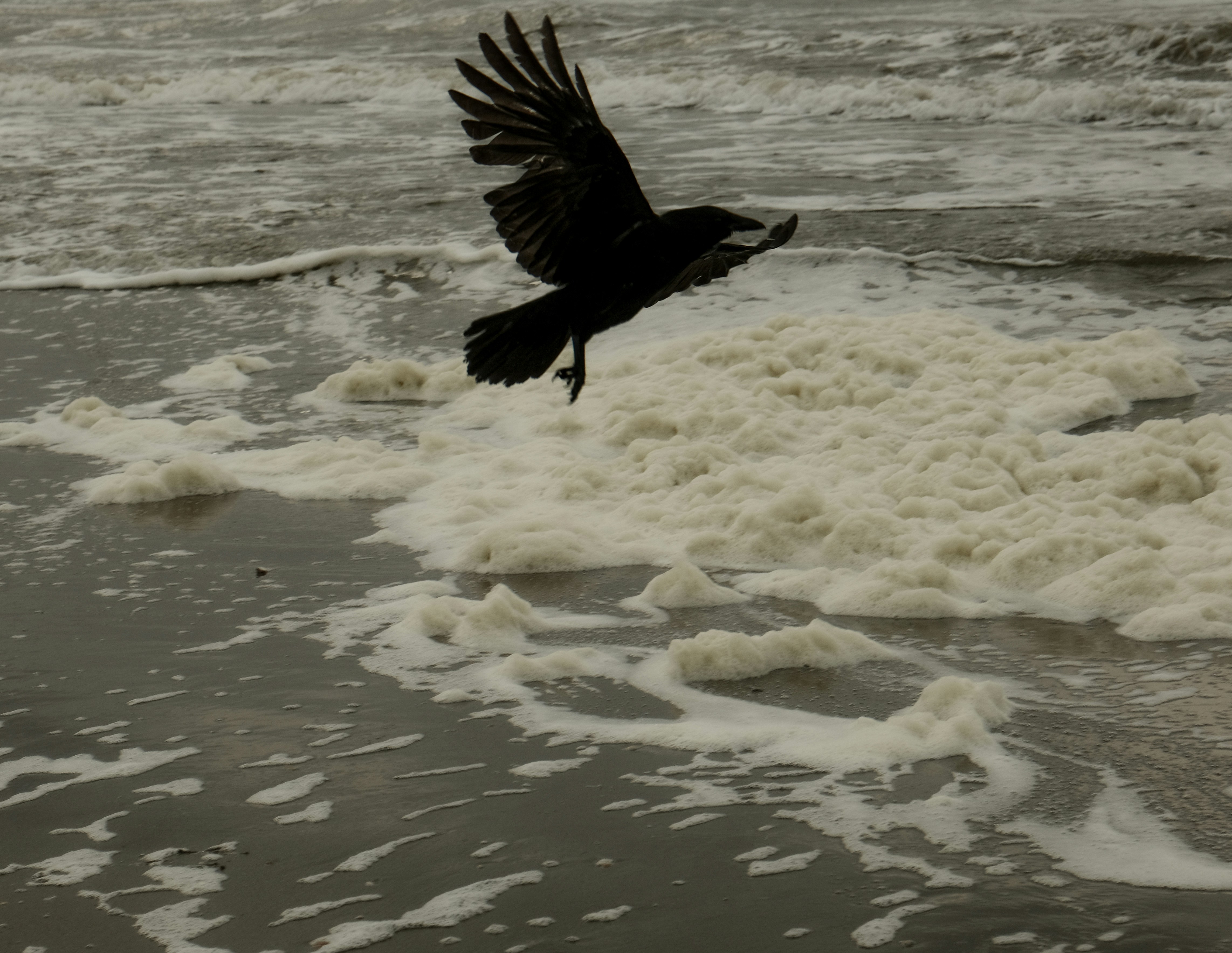 A crow flies over a foamy, dark ocean.