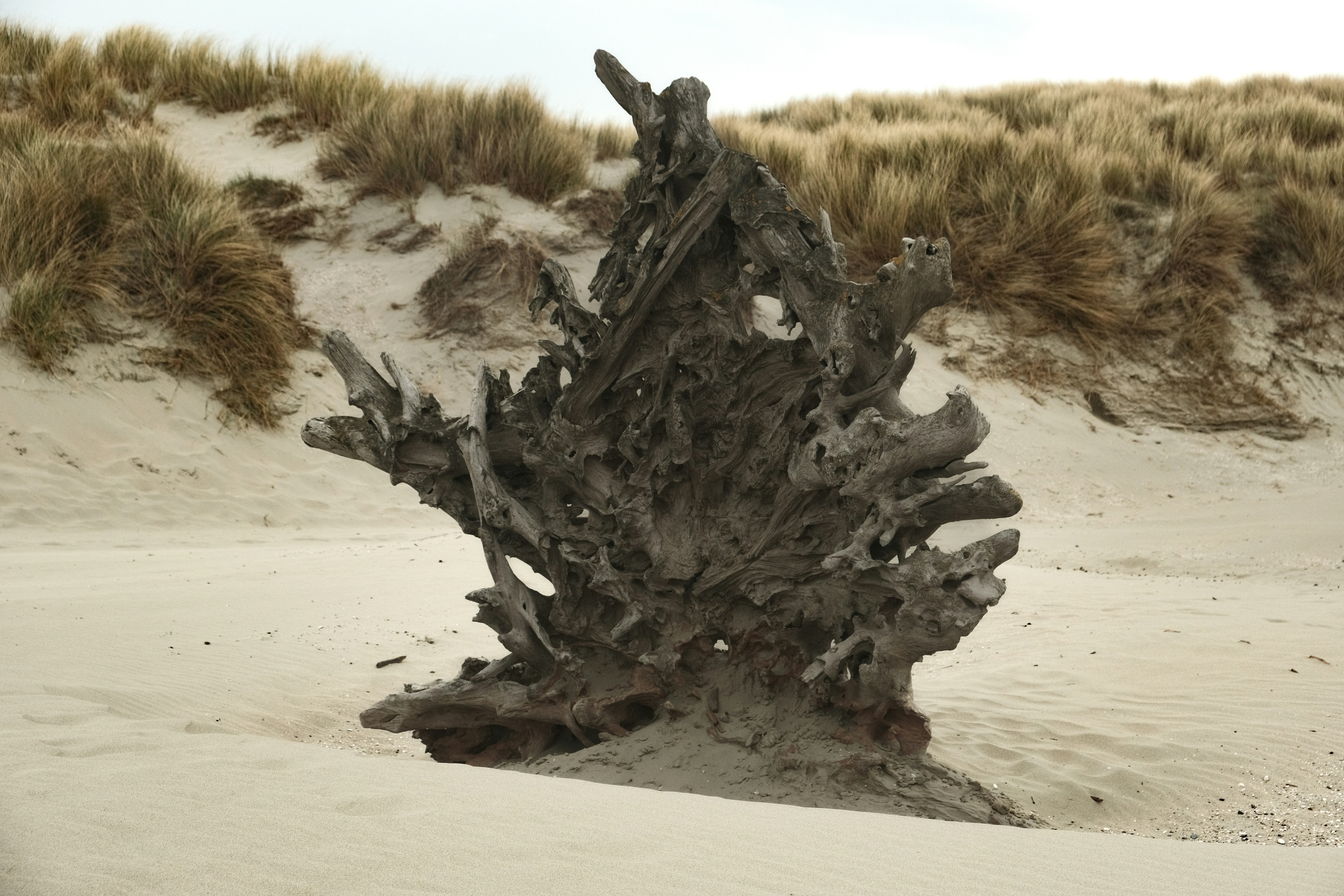 A large, eroded tree stump on a beach.