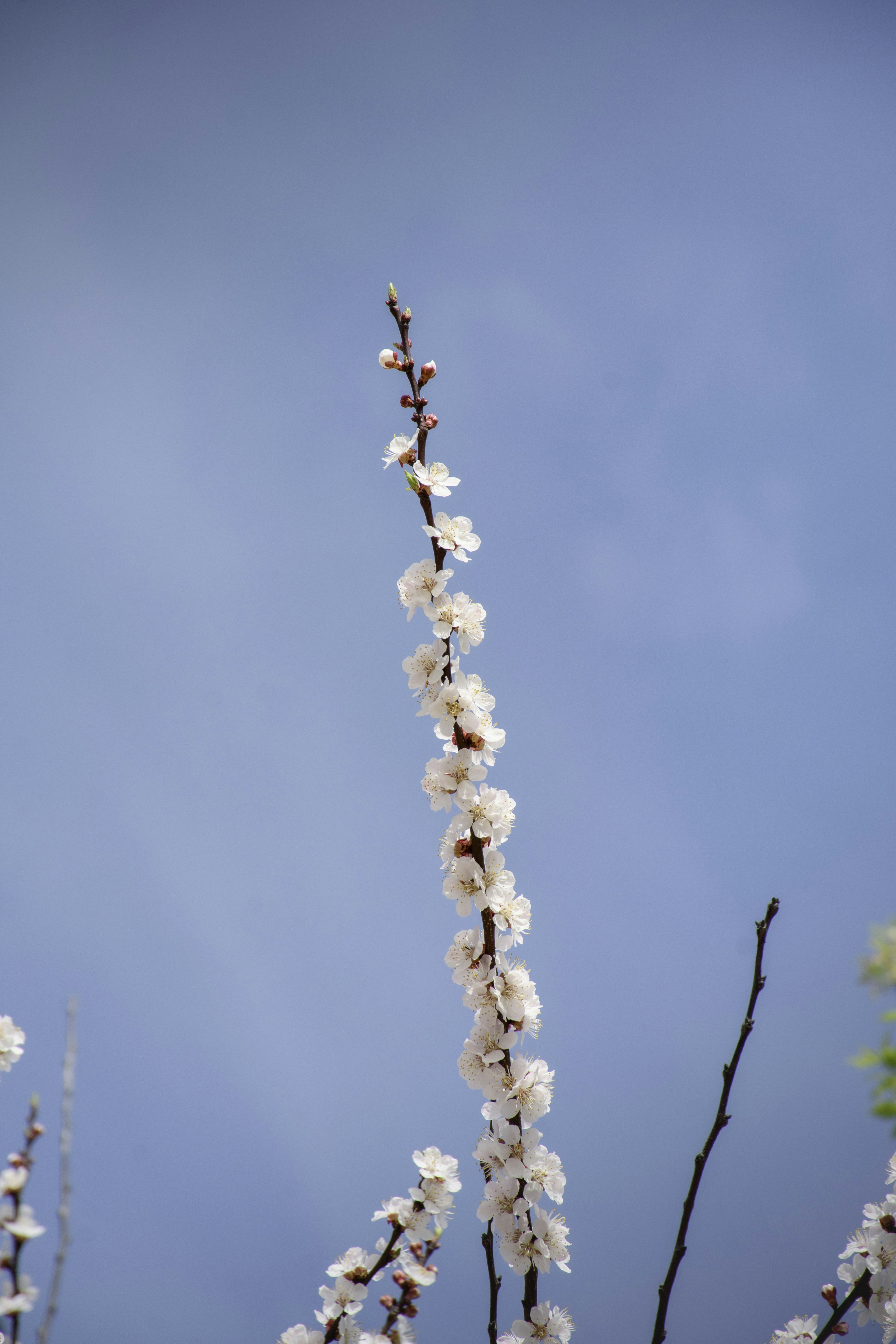 White blossoms reach toward a blue sky.