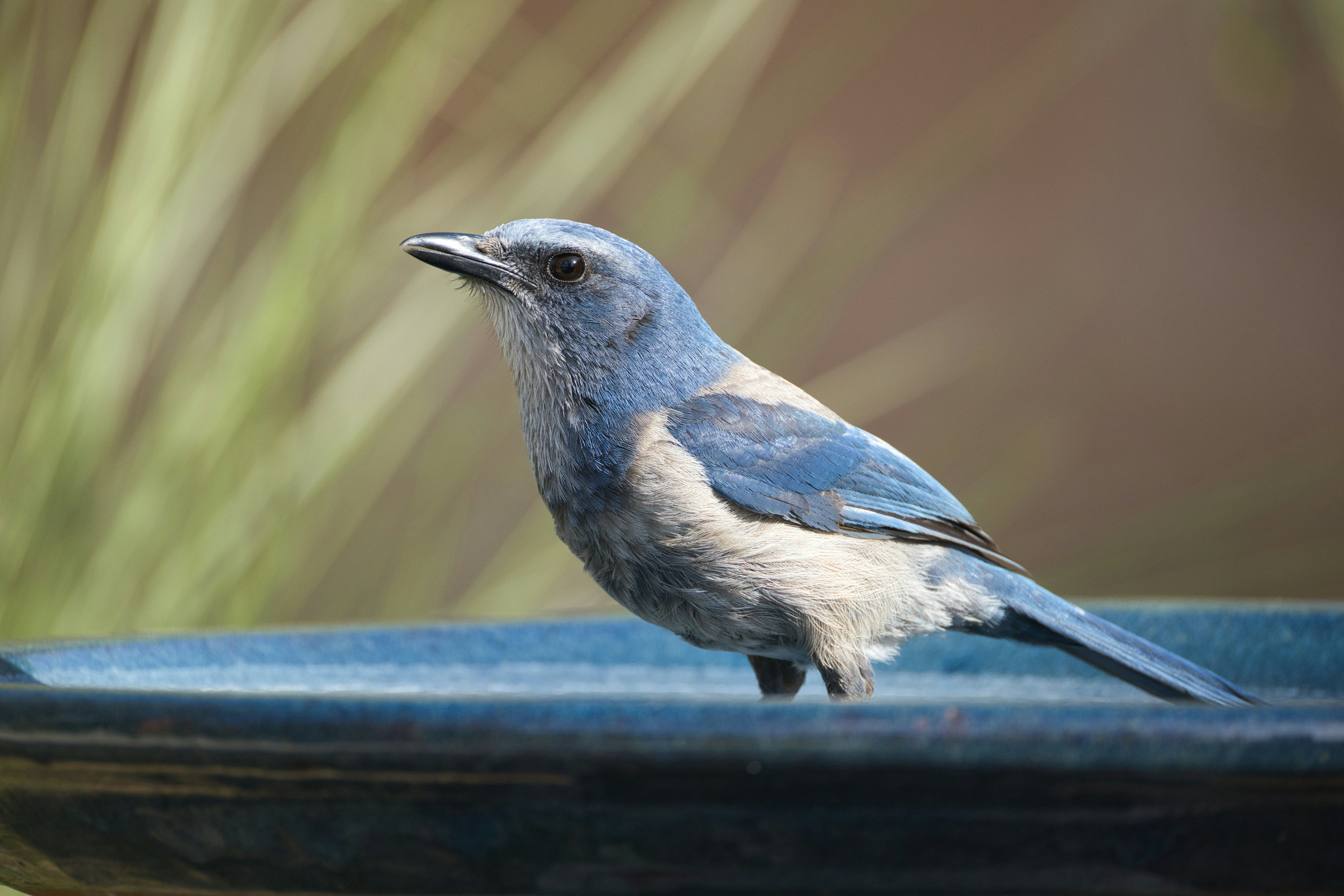 Photo by thephotochad