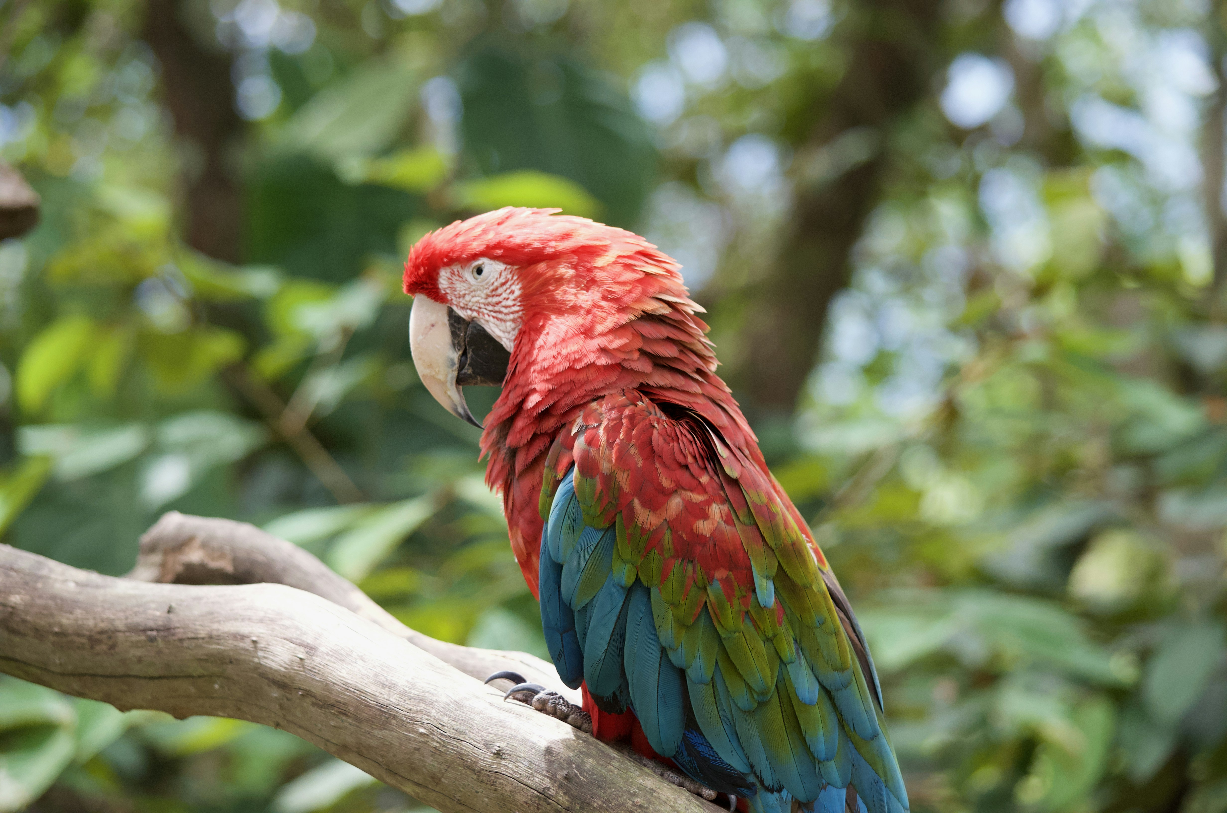 Parrot eating fresh fruits