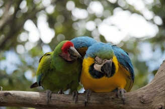Two colorful parrots perch together on a branch.