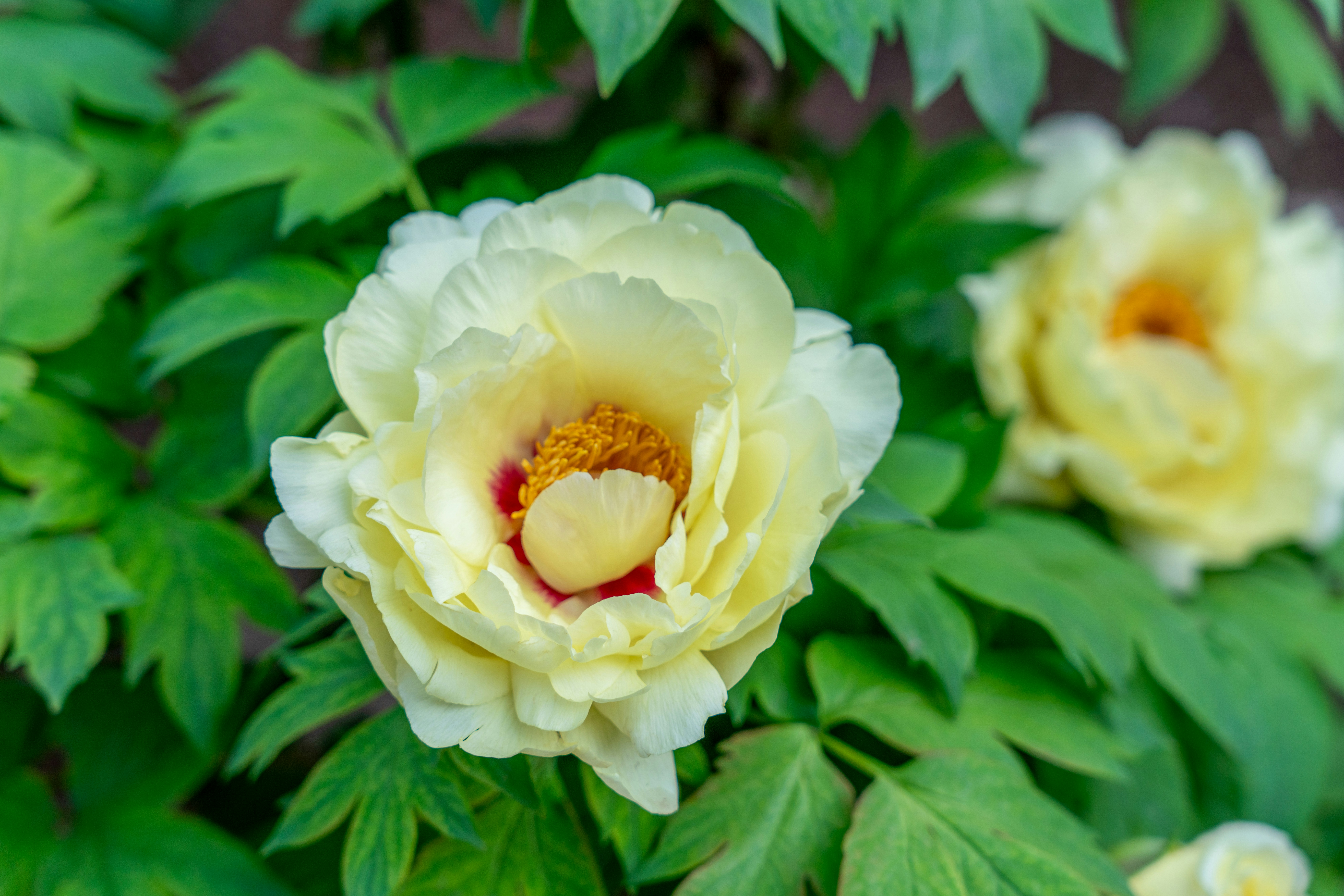 Beautiful yellow peony blooms with lush green foliage.