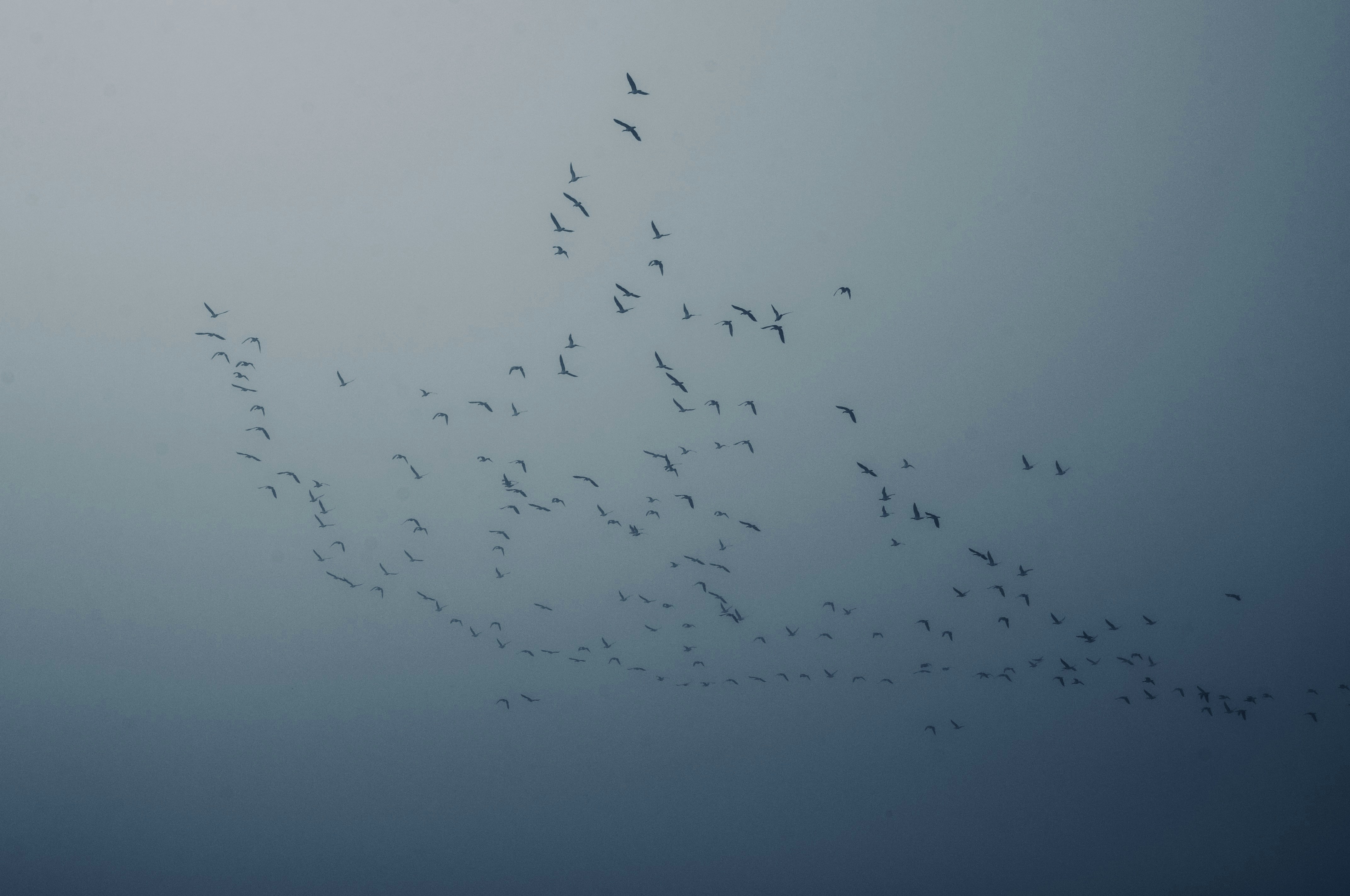 Los pájaros vuelan en formación contra un cielo azul.