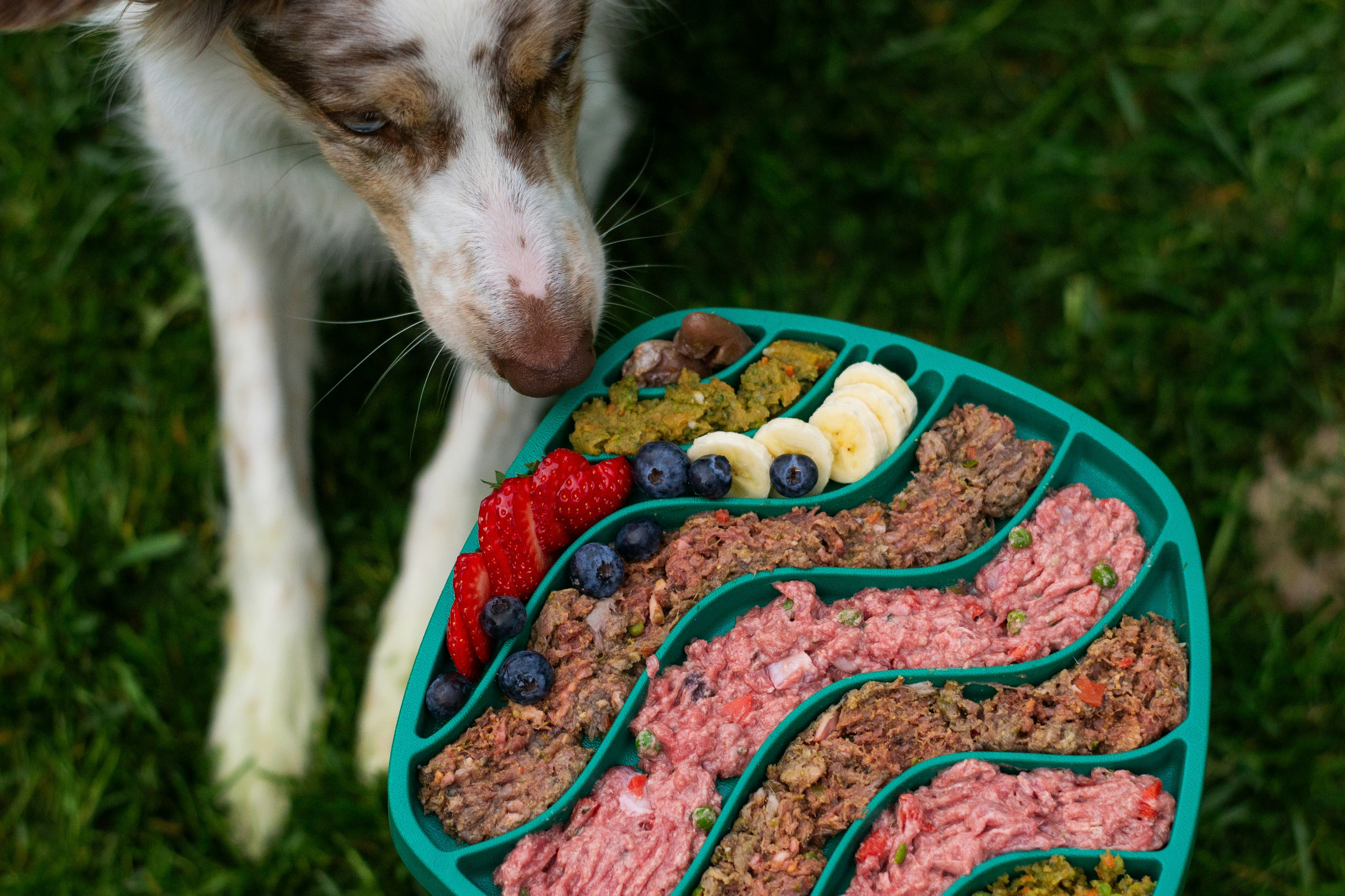 Different types of dog food including dry kibble, wet food, and raw options