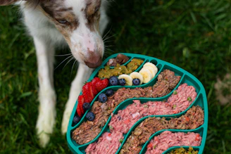 Dog about to eat from a colorful, healthy food tray.