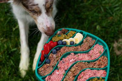 Dog about to eat from a colorful, healthy food tray.